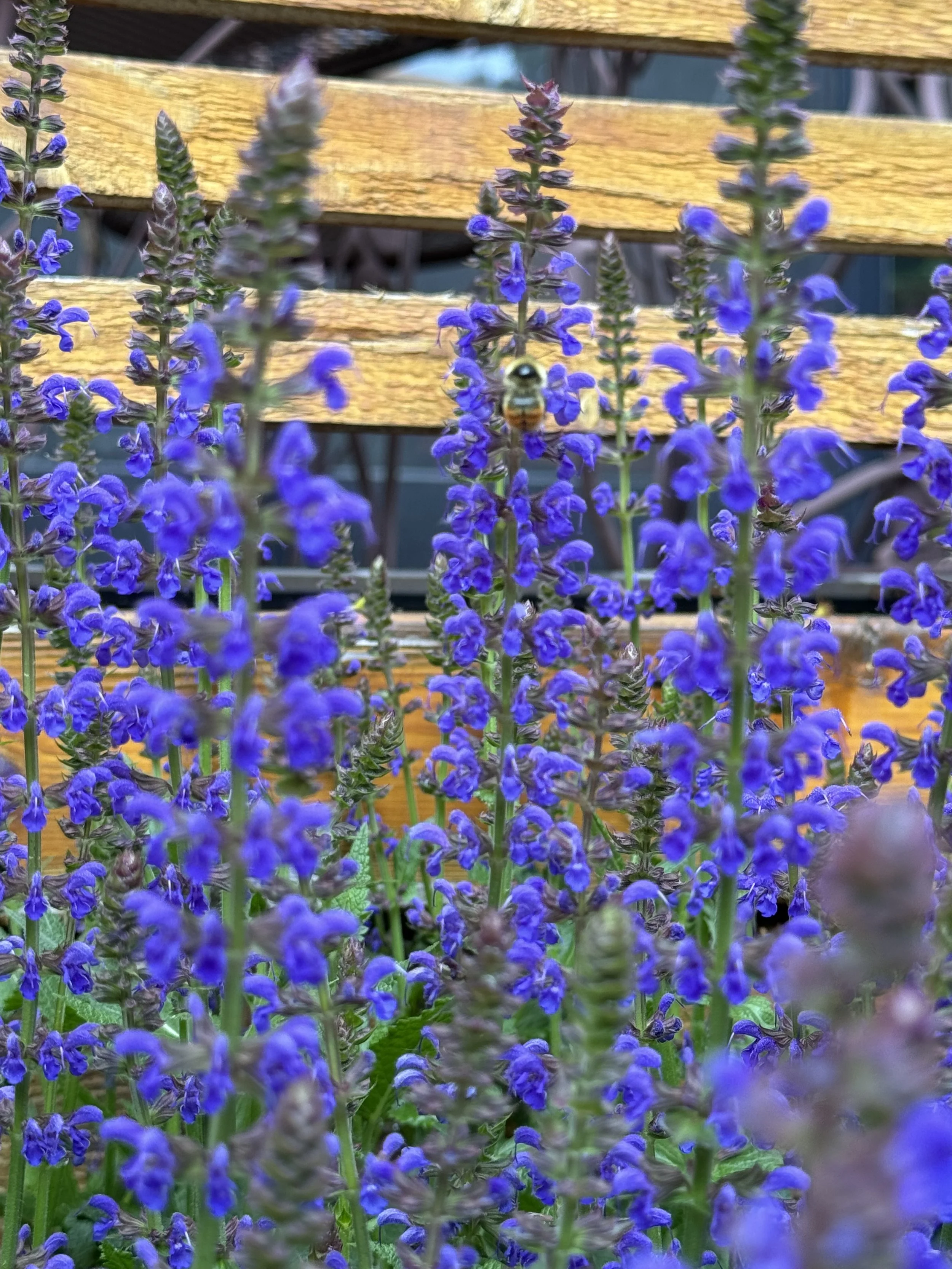 Delphinium in Calgary