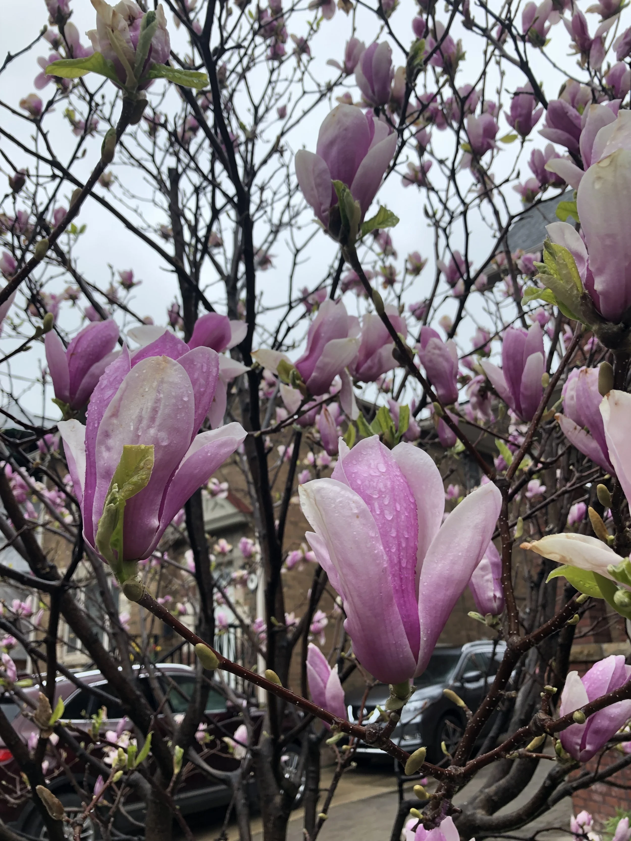 Magnolias in Toronto