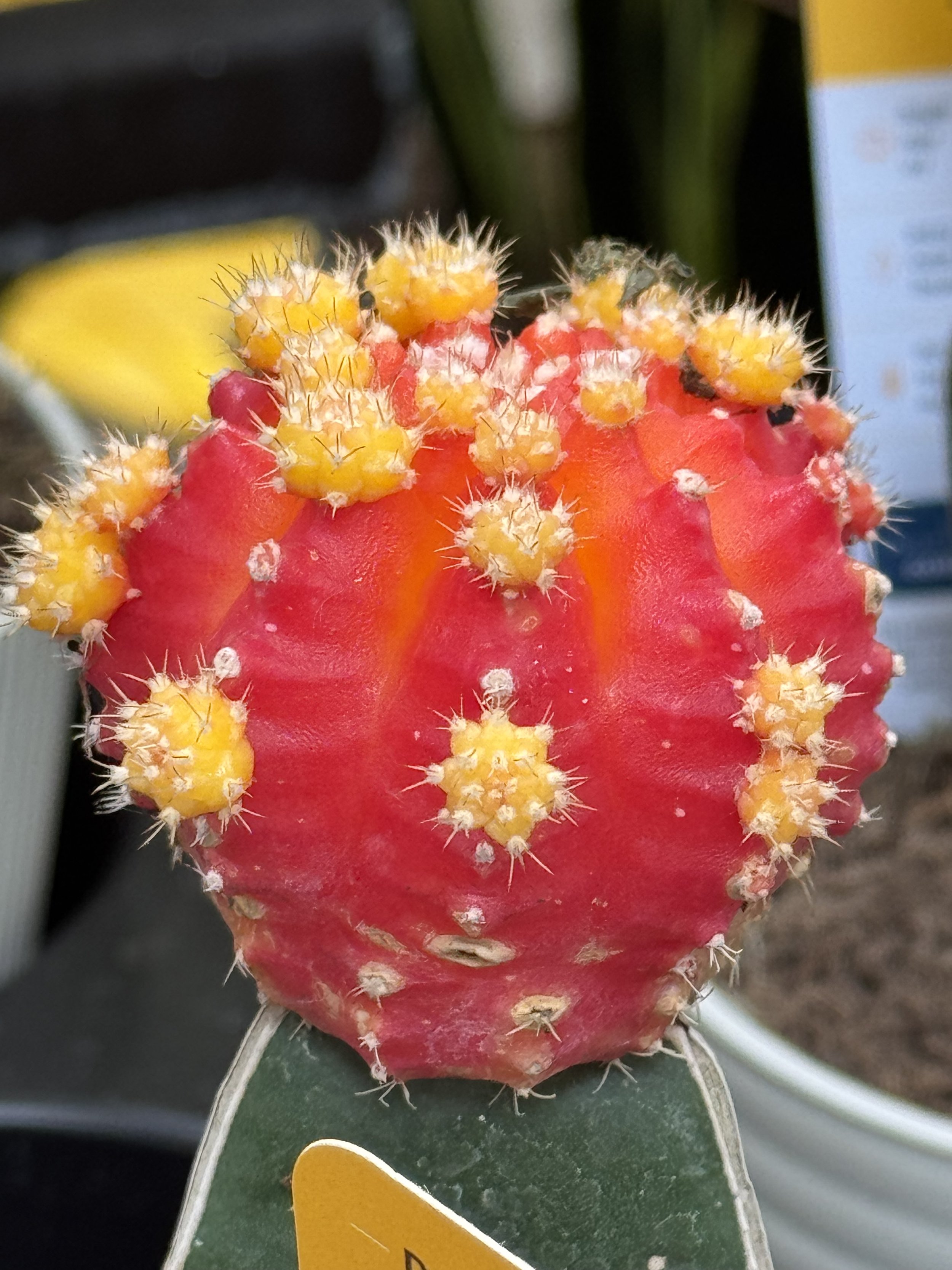 Echinocactus cactus in Phoenix