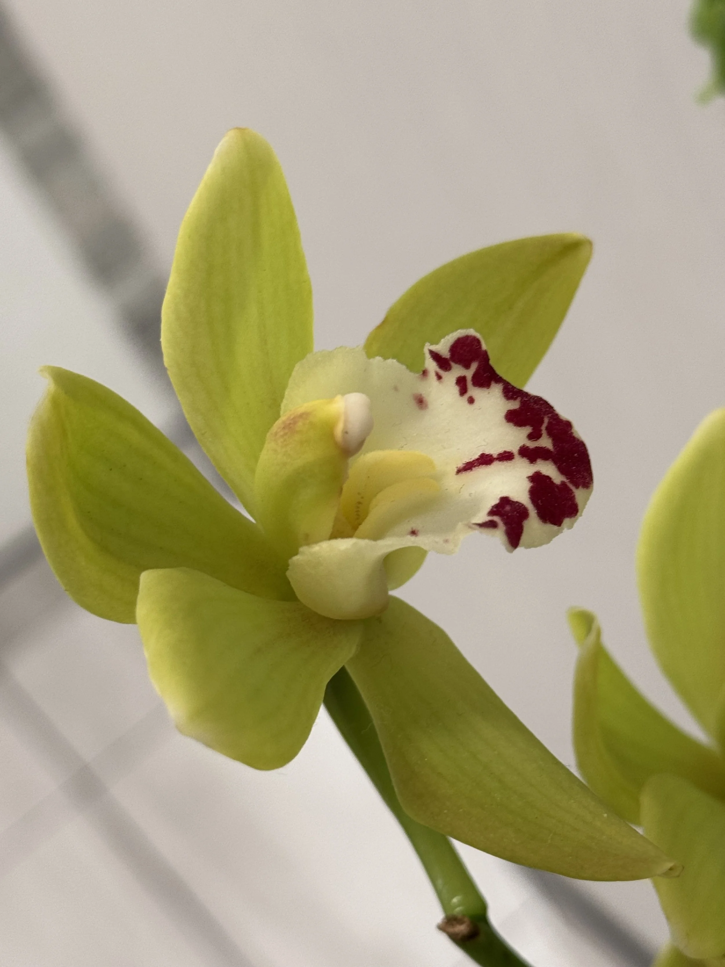 Cymbidium Orchid in Calgary