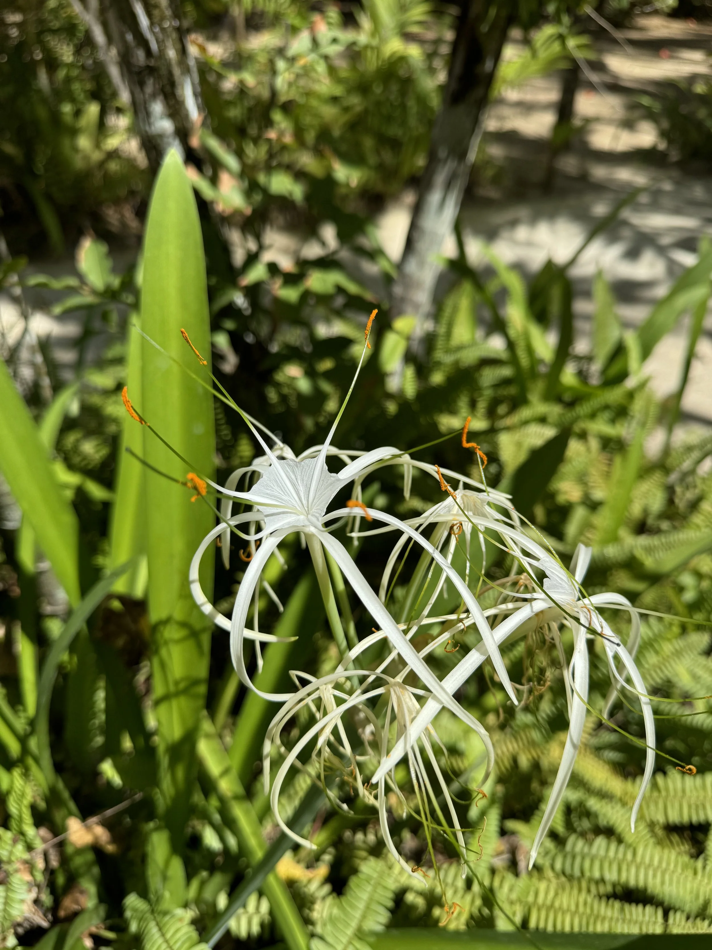 Spider lily in Negril