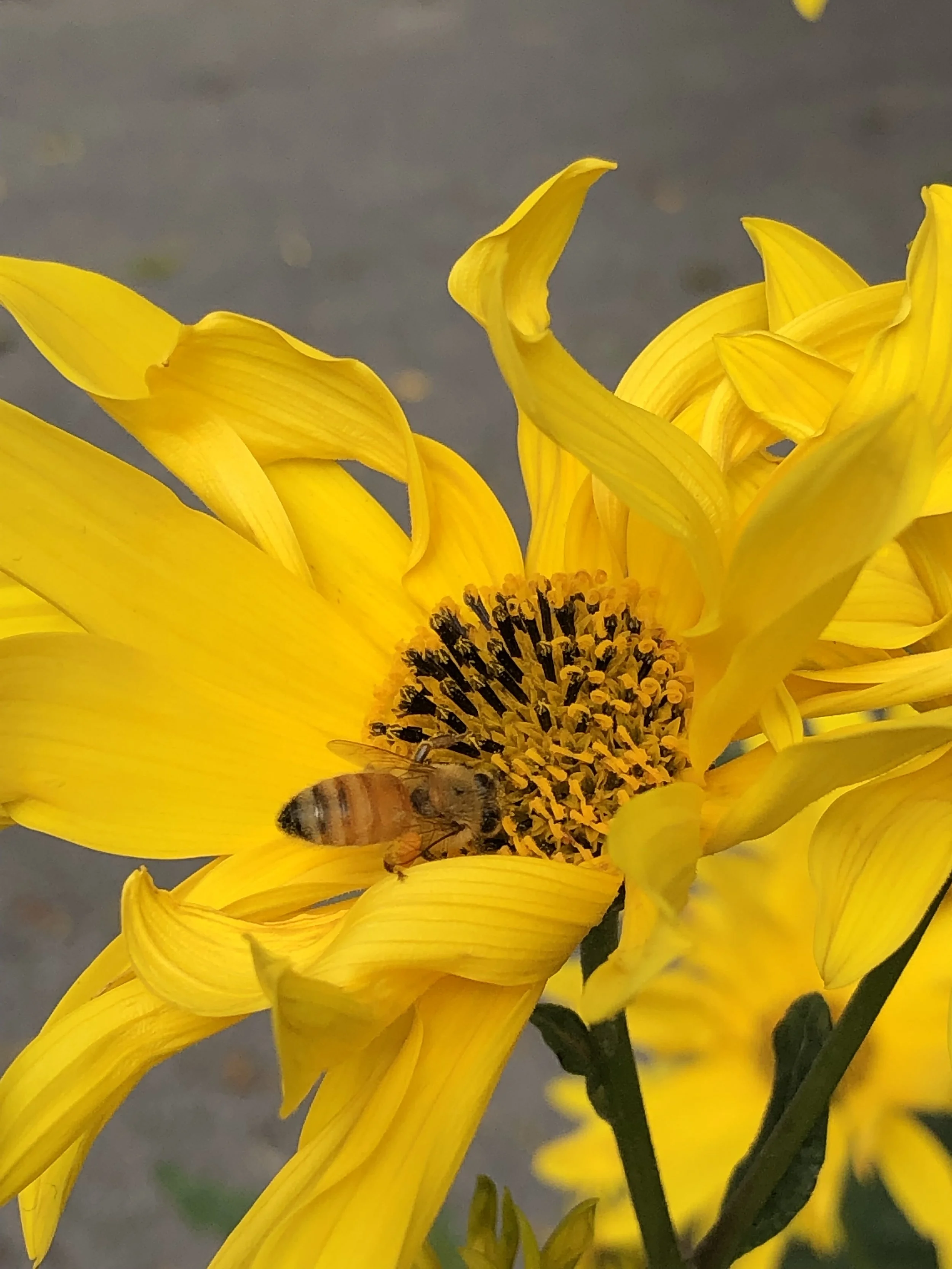 Sunflower in Toronto