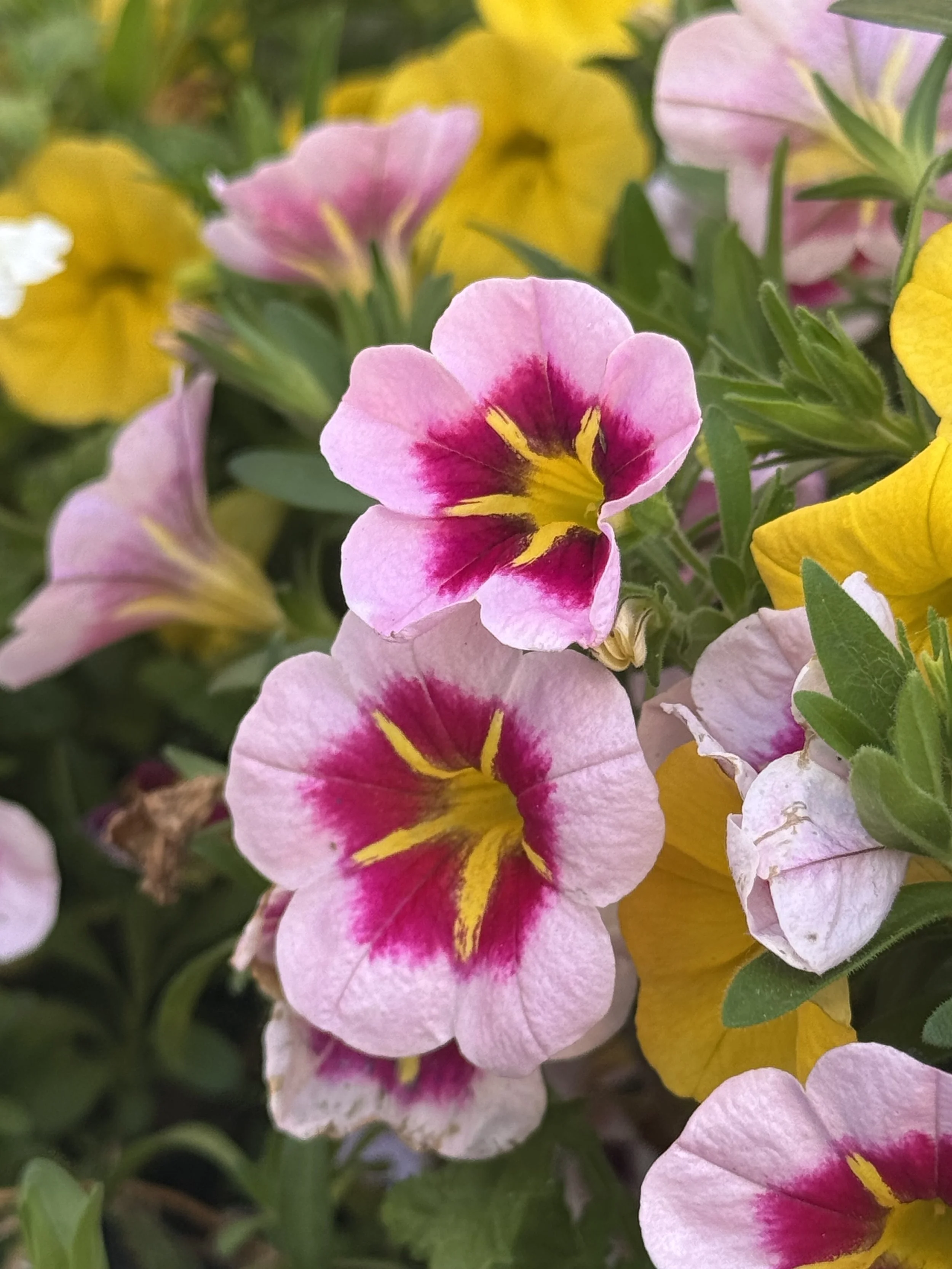 Petunias in Calgary