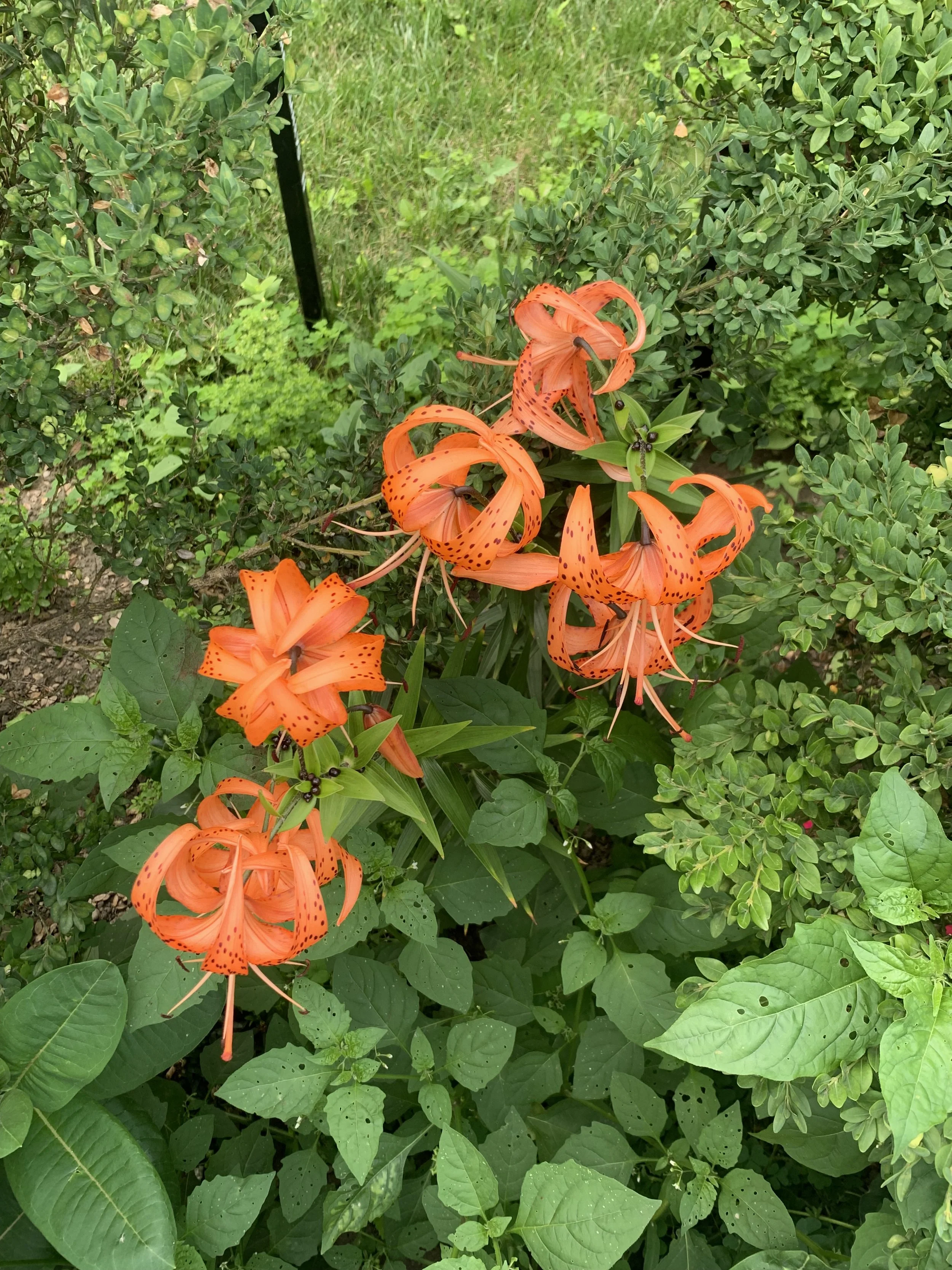 Tiger lilies in Toronto