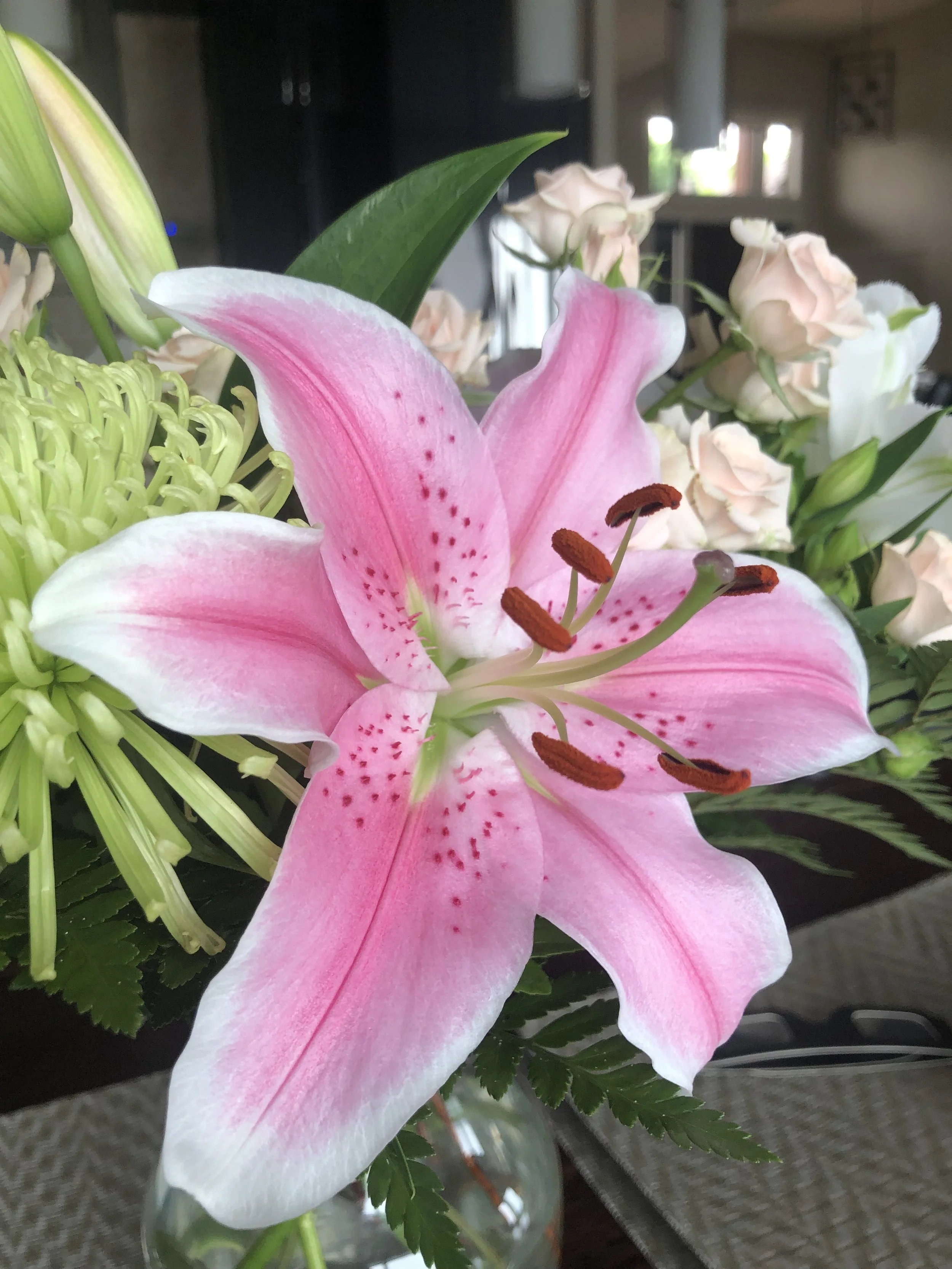 Stargazer lily in Kelowna