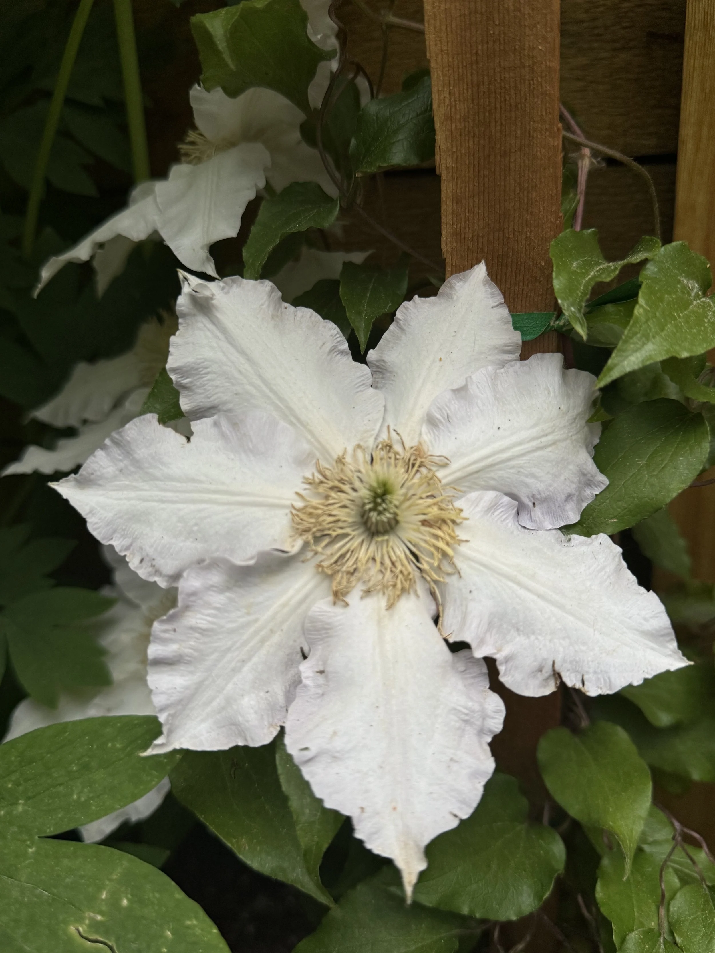 IMG_9199.jpeg