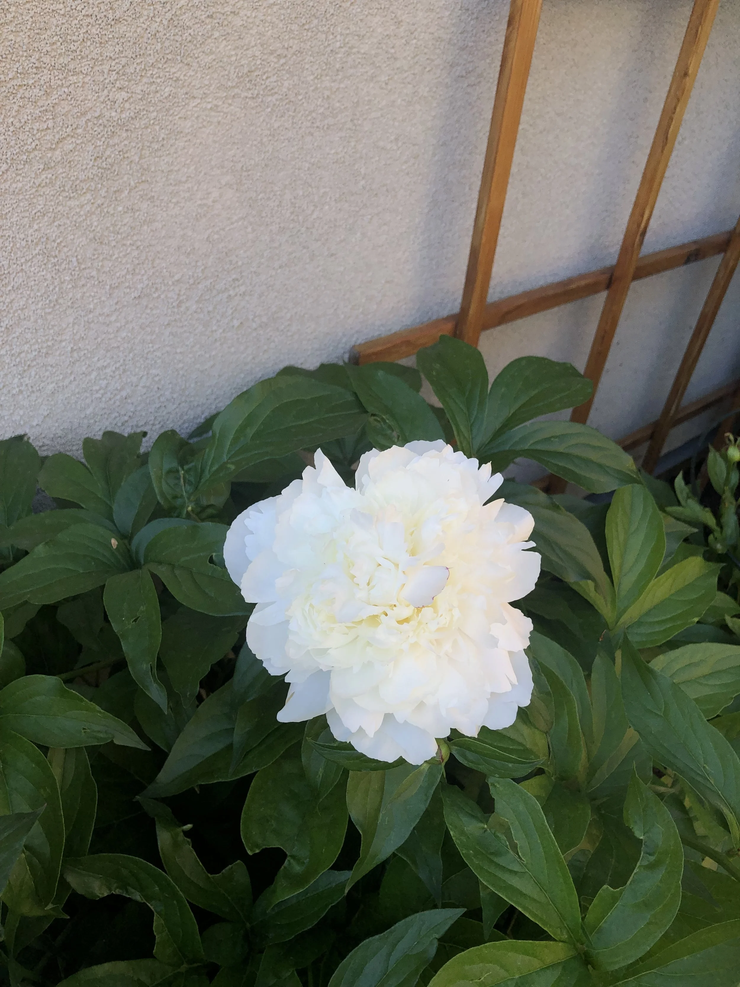 IMG_0651.jpeg