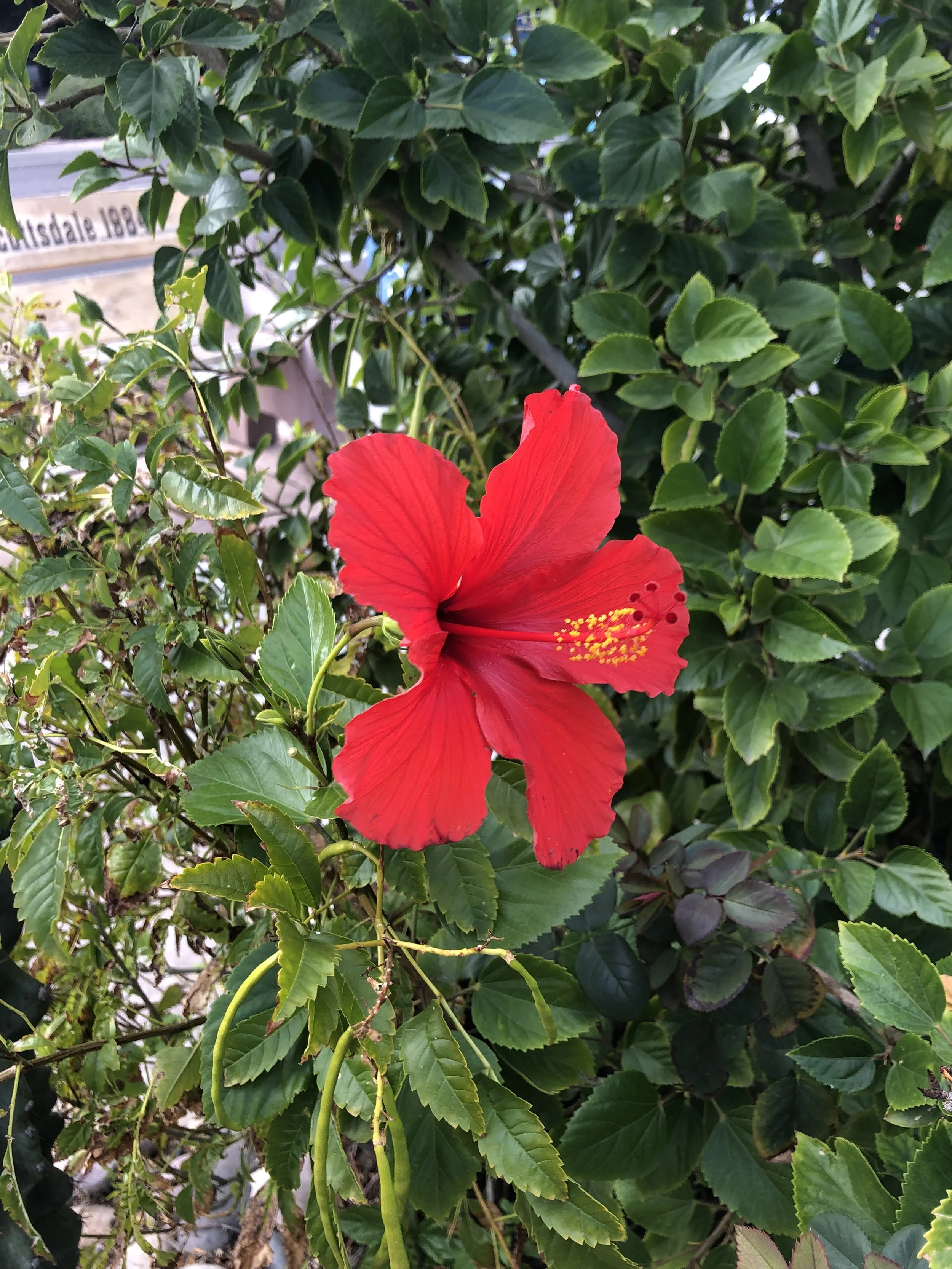 IMG_8772.jpeg