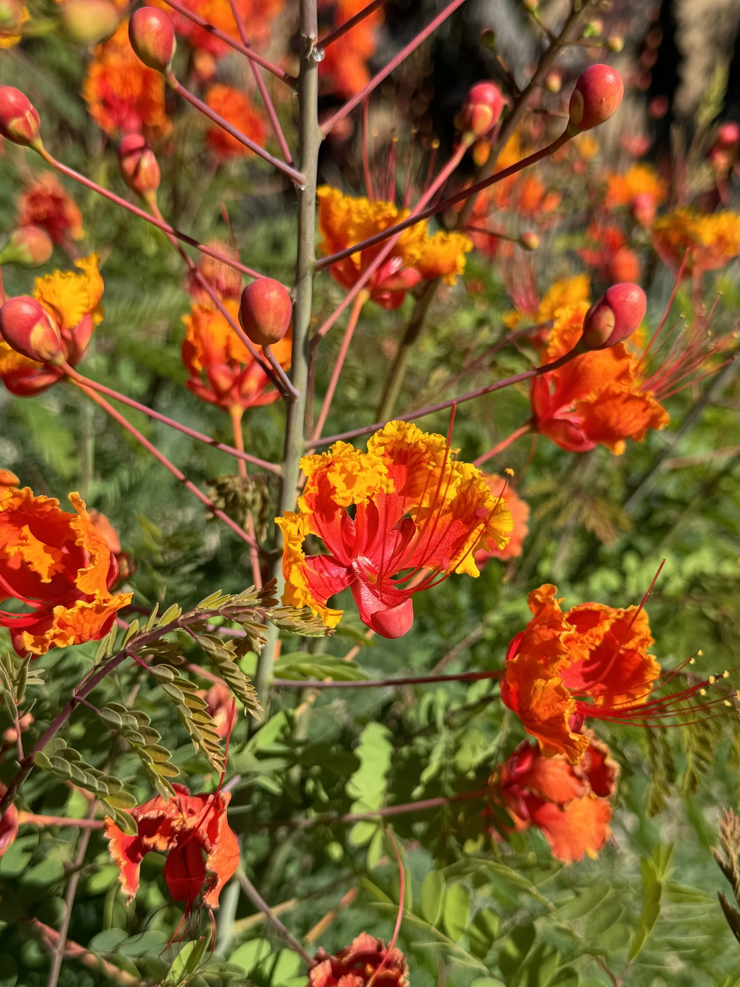 Peacock flower in Phoenix