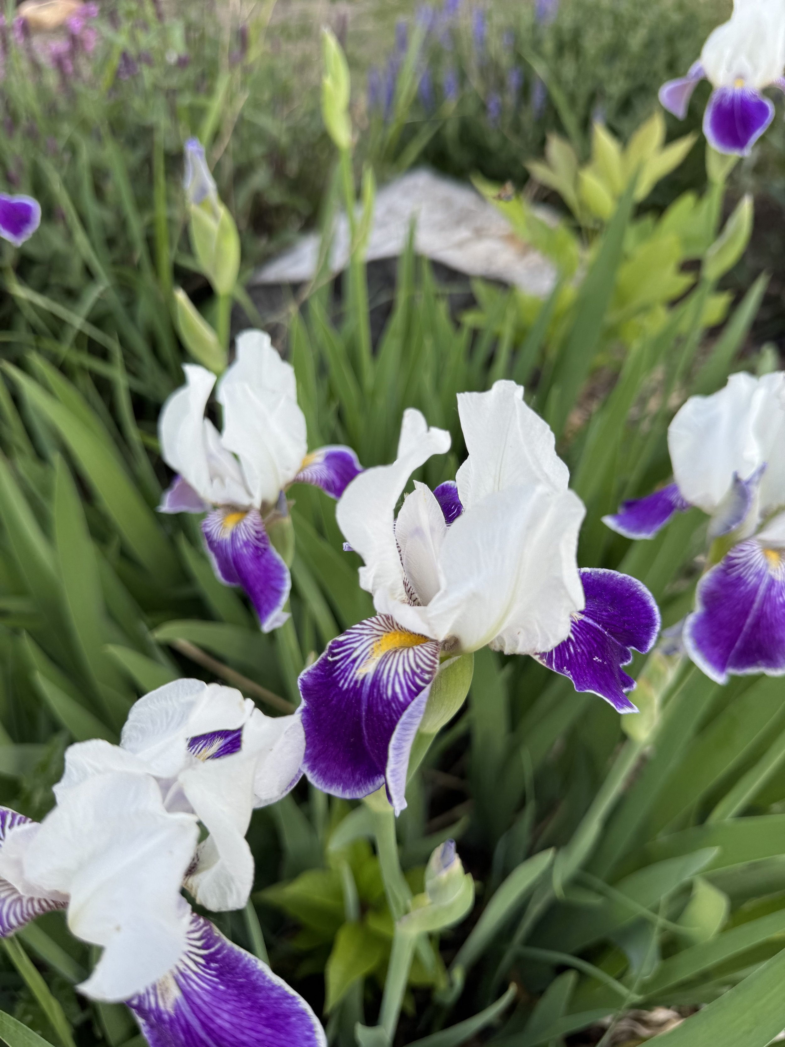 Bearded iris in Toronto