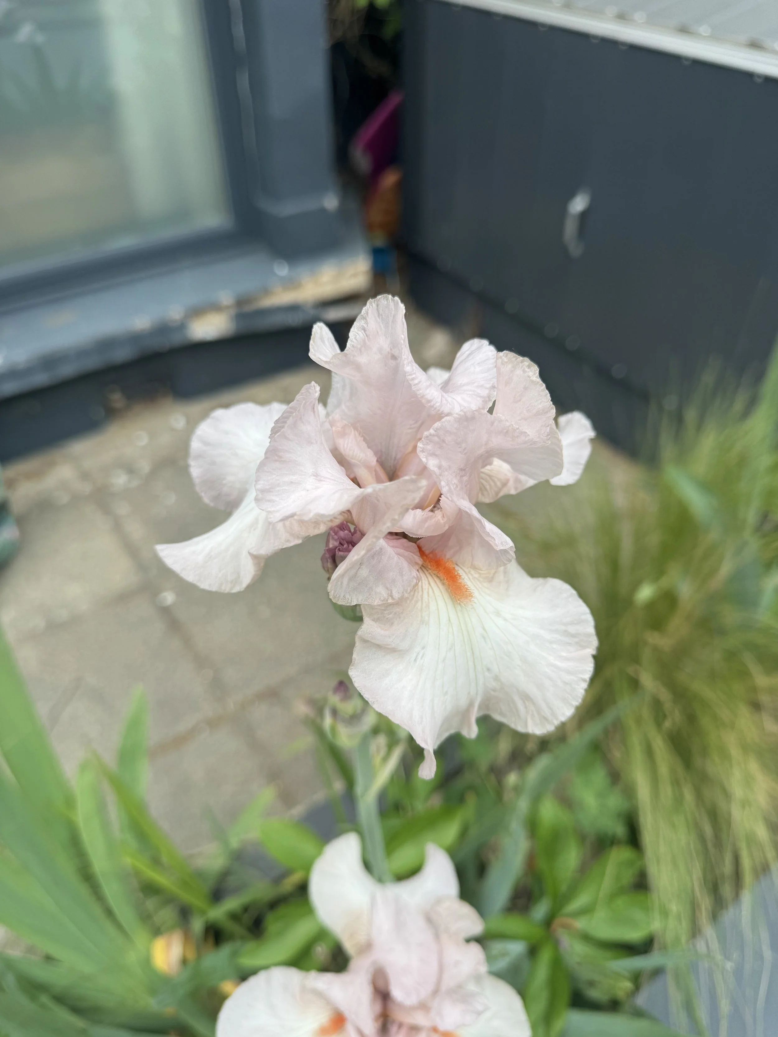 IMG_5926.jpeg