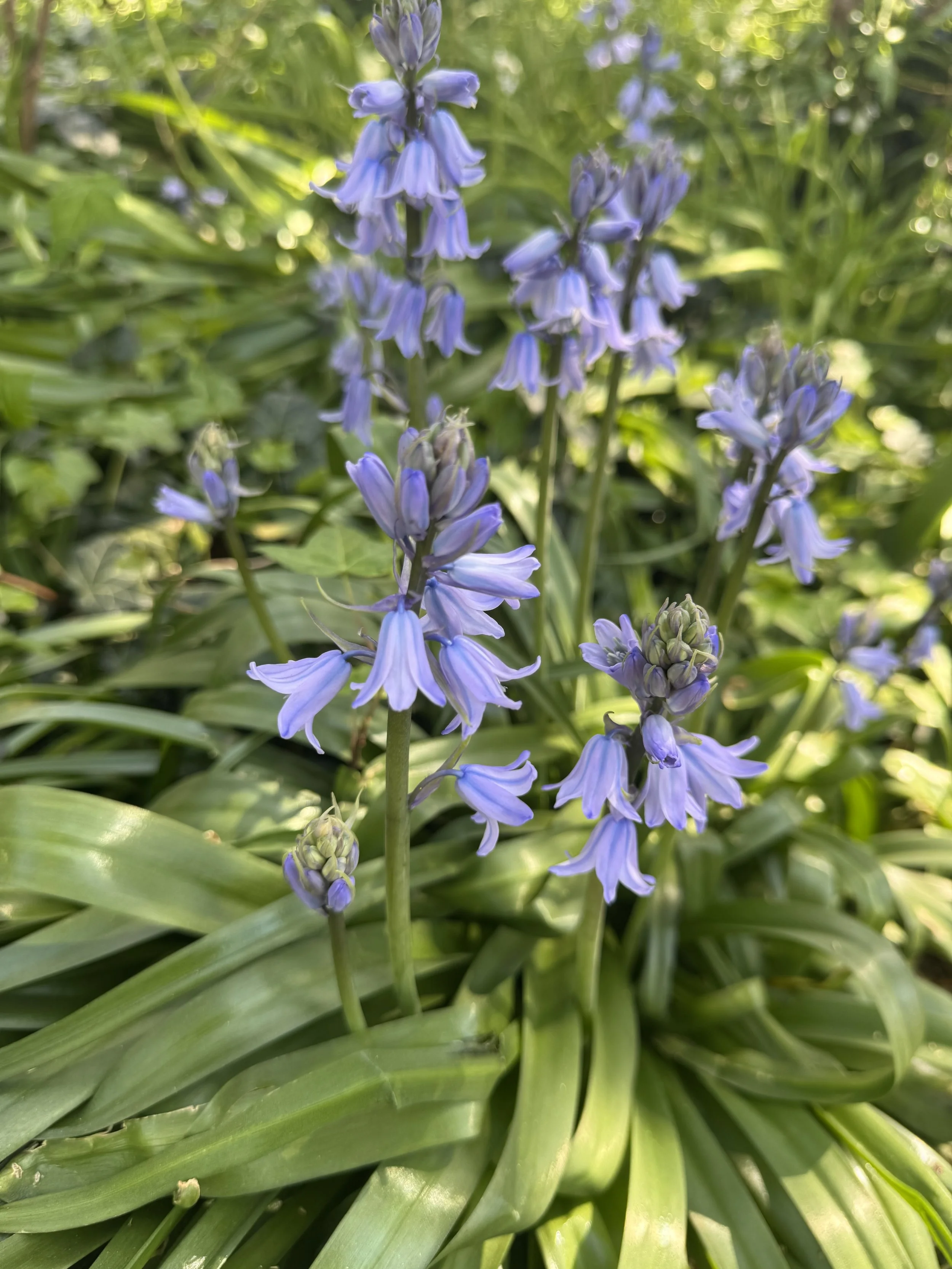 IMG_3697.jpeg