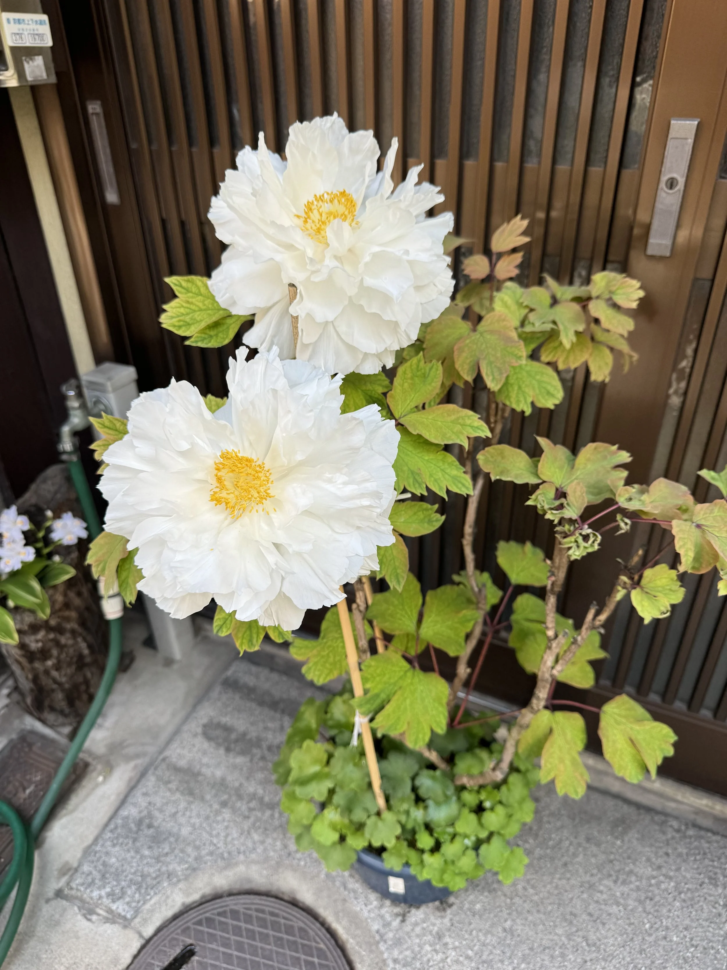 IMG_7324.jpeg