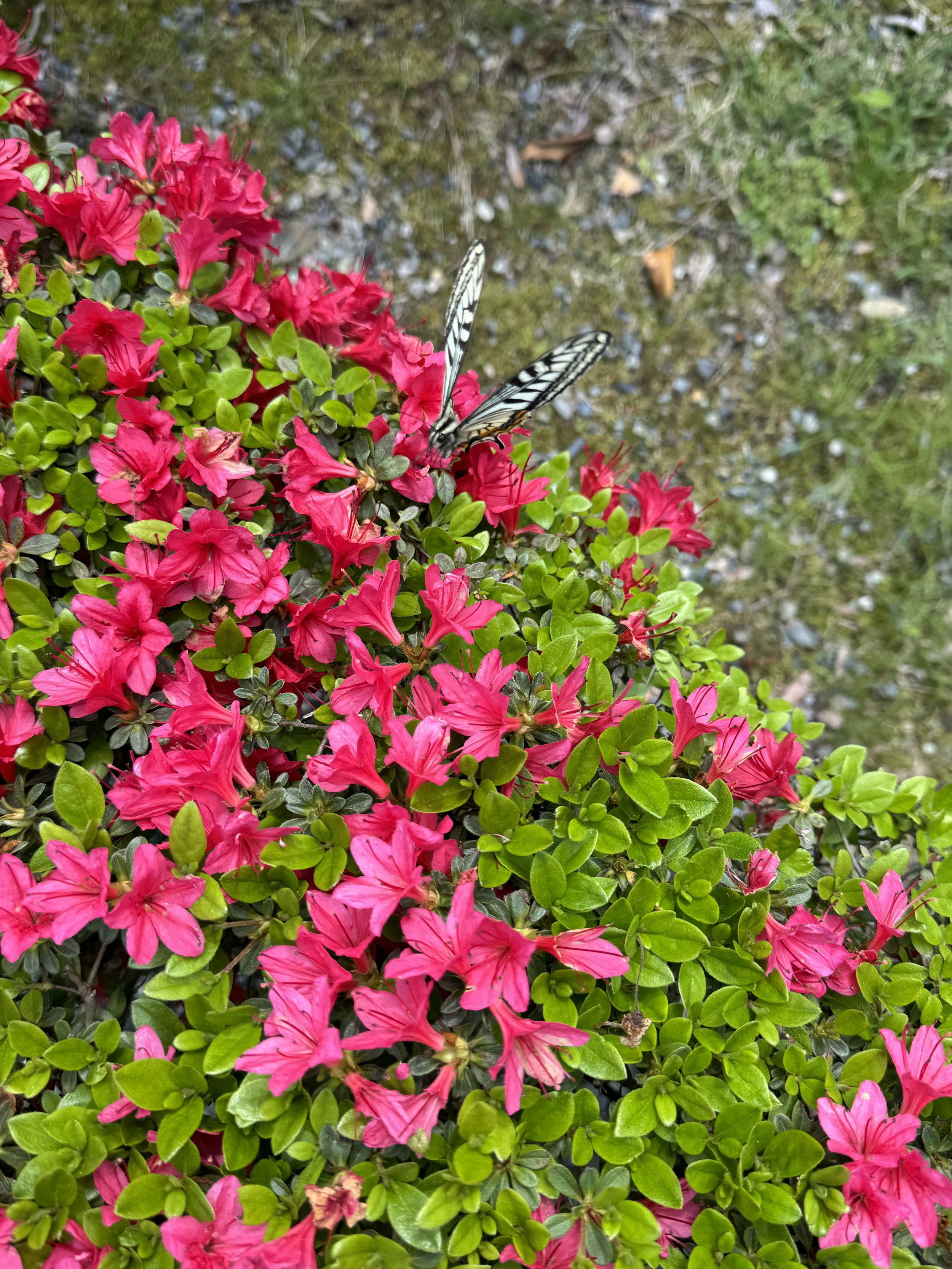Azaleas in Kyoto