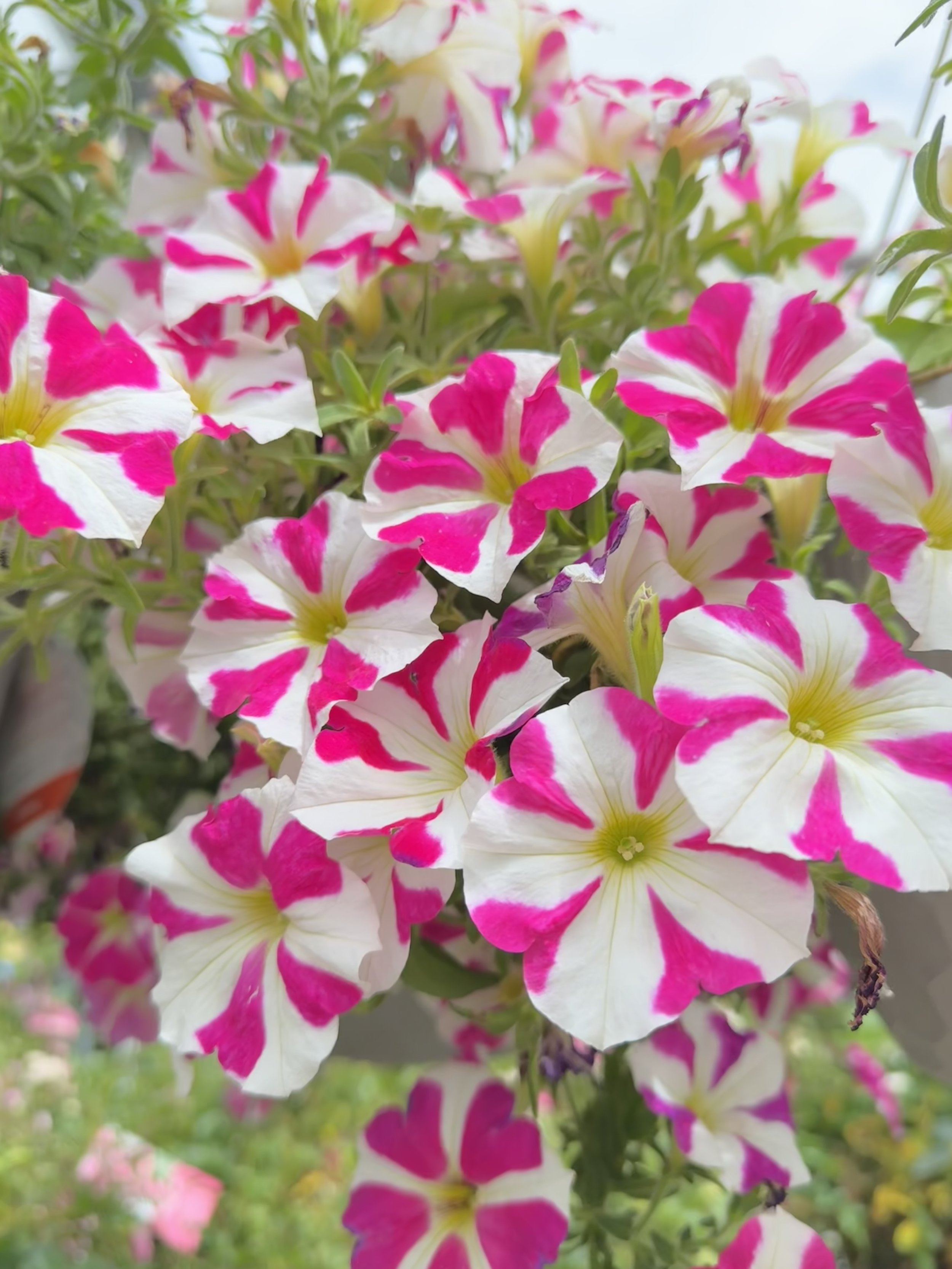 Petunias in Calgary