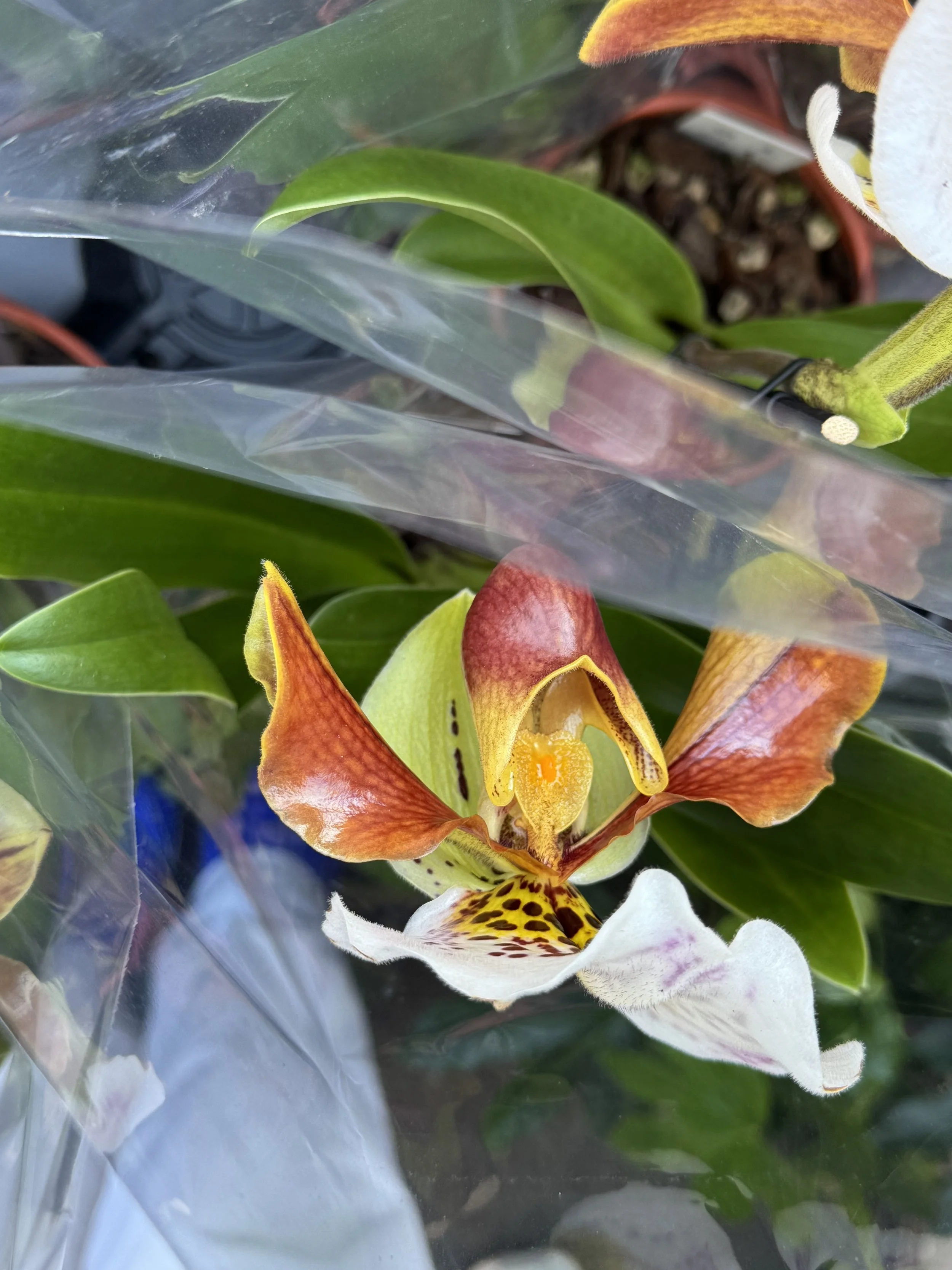 Epidendrum Orchid in London