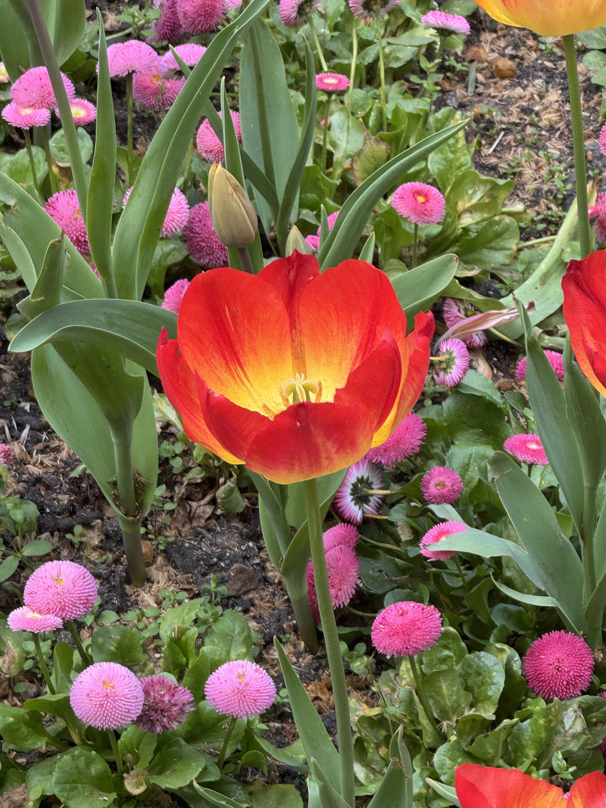 Tulip in London