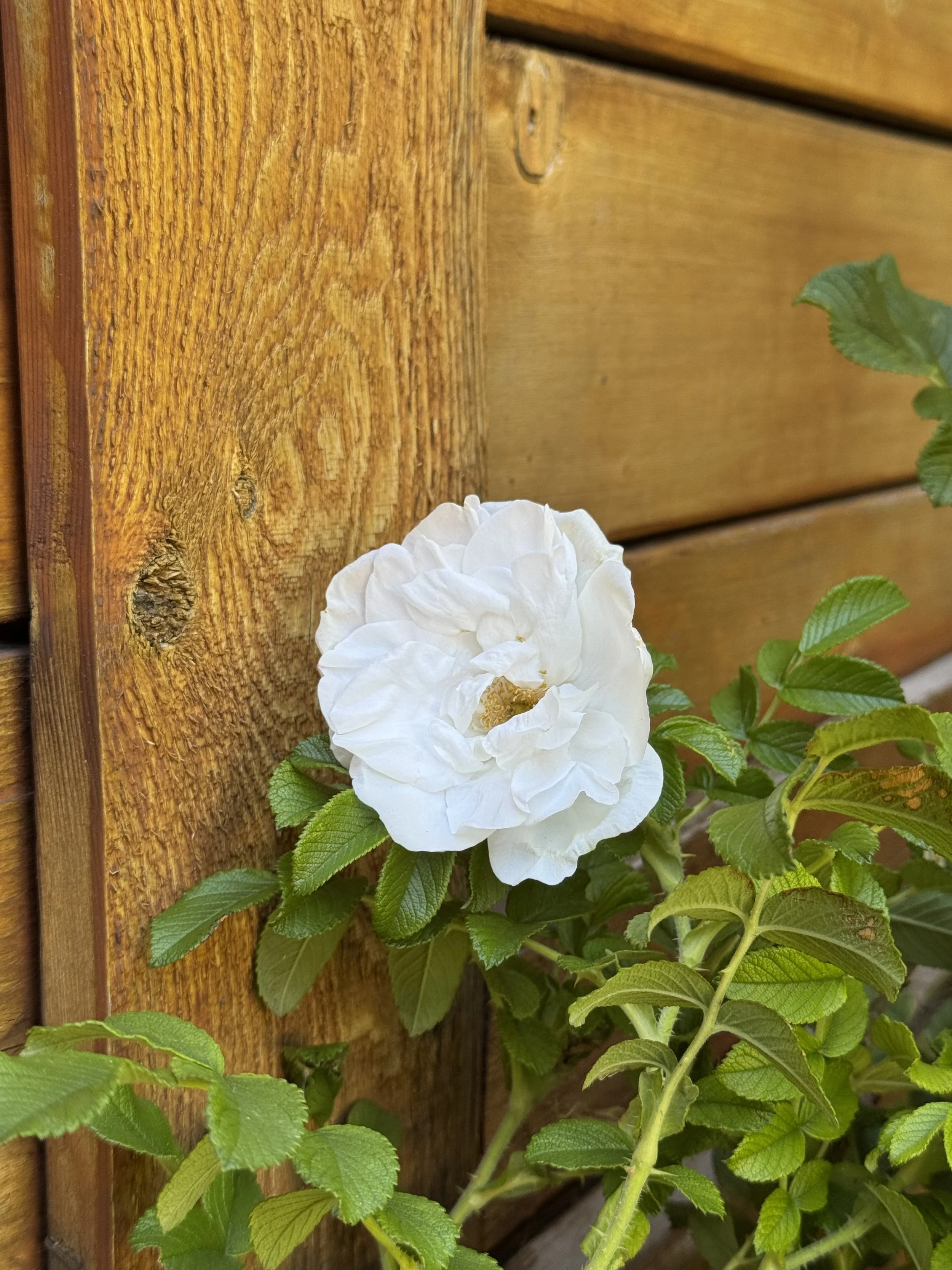Camelia in Calgary
