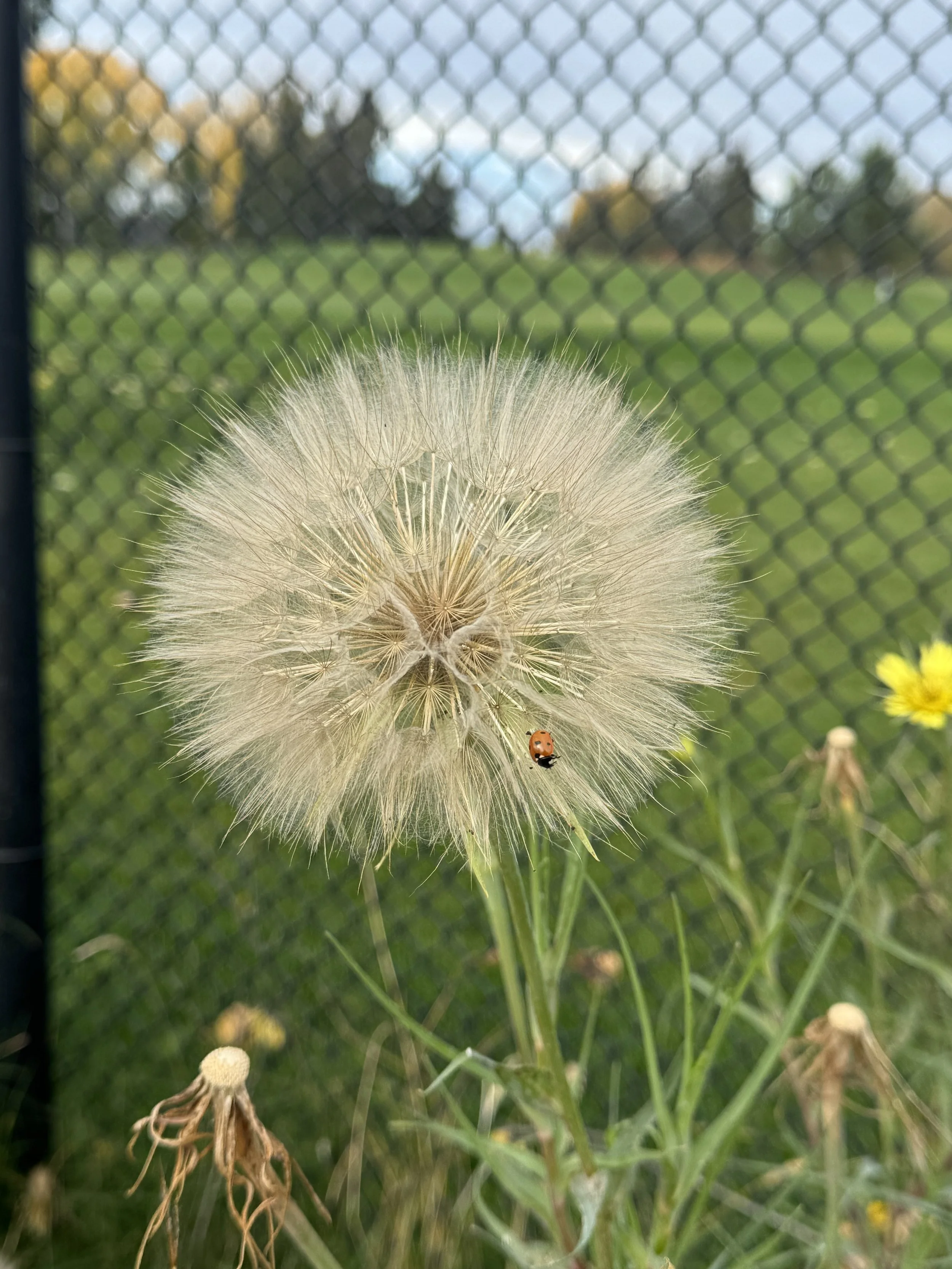 Dandelion in Calgary