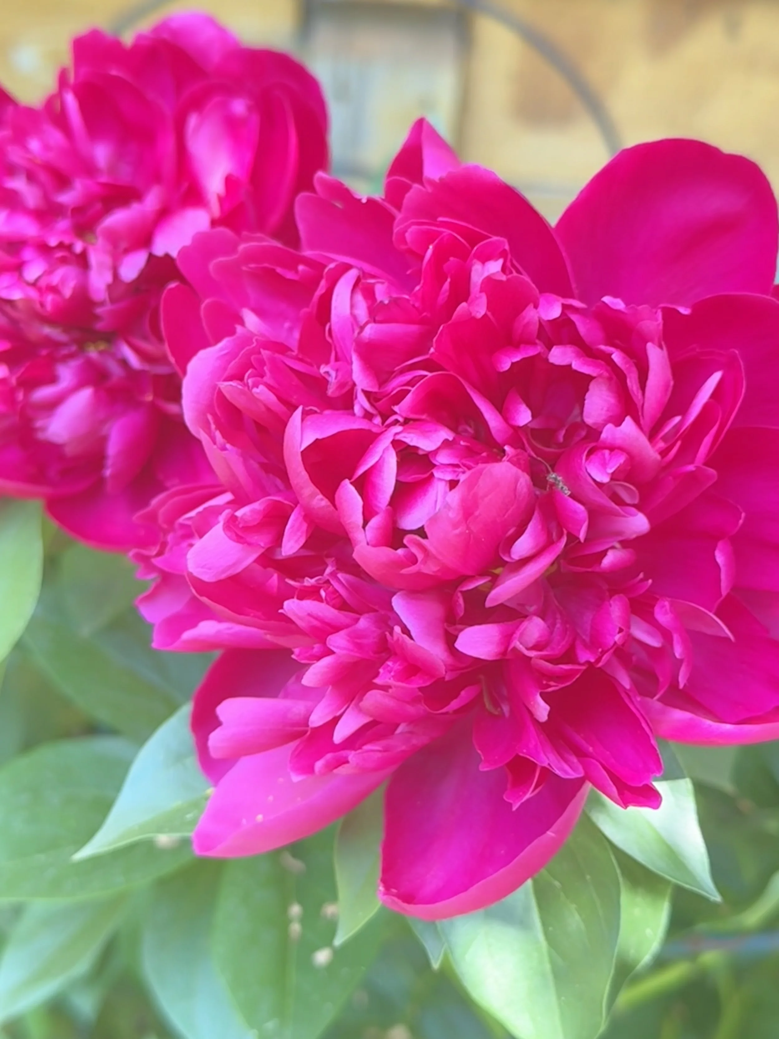 Peony in Calgary