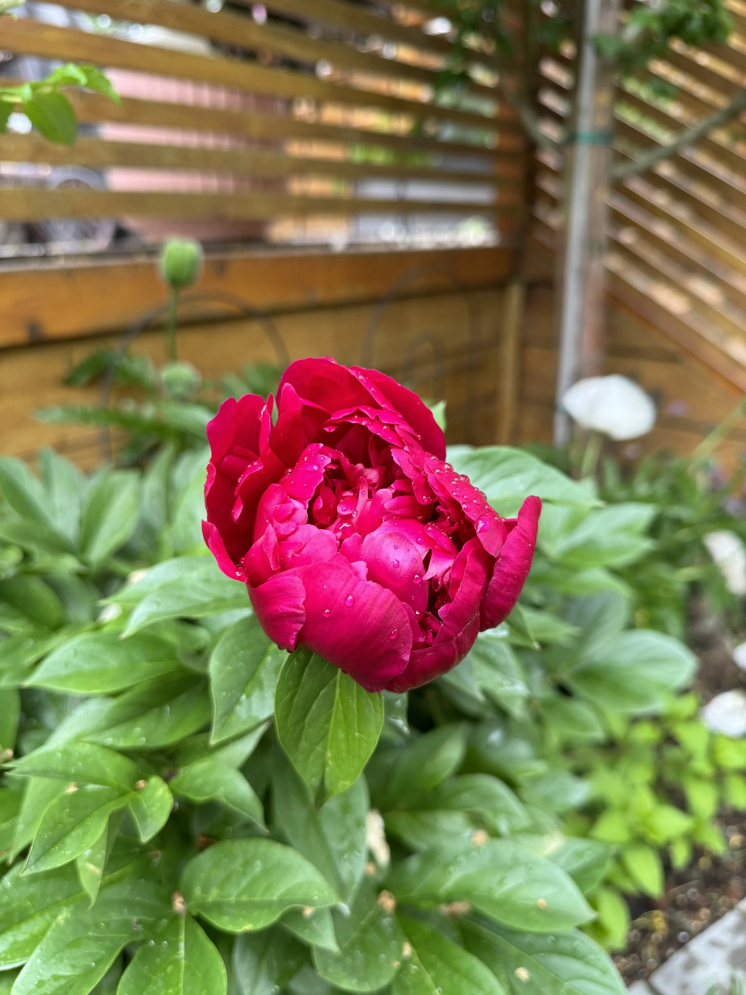 IMG_9849.jpeg