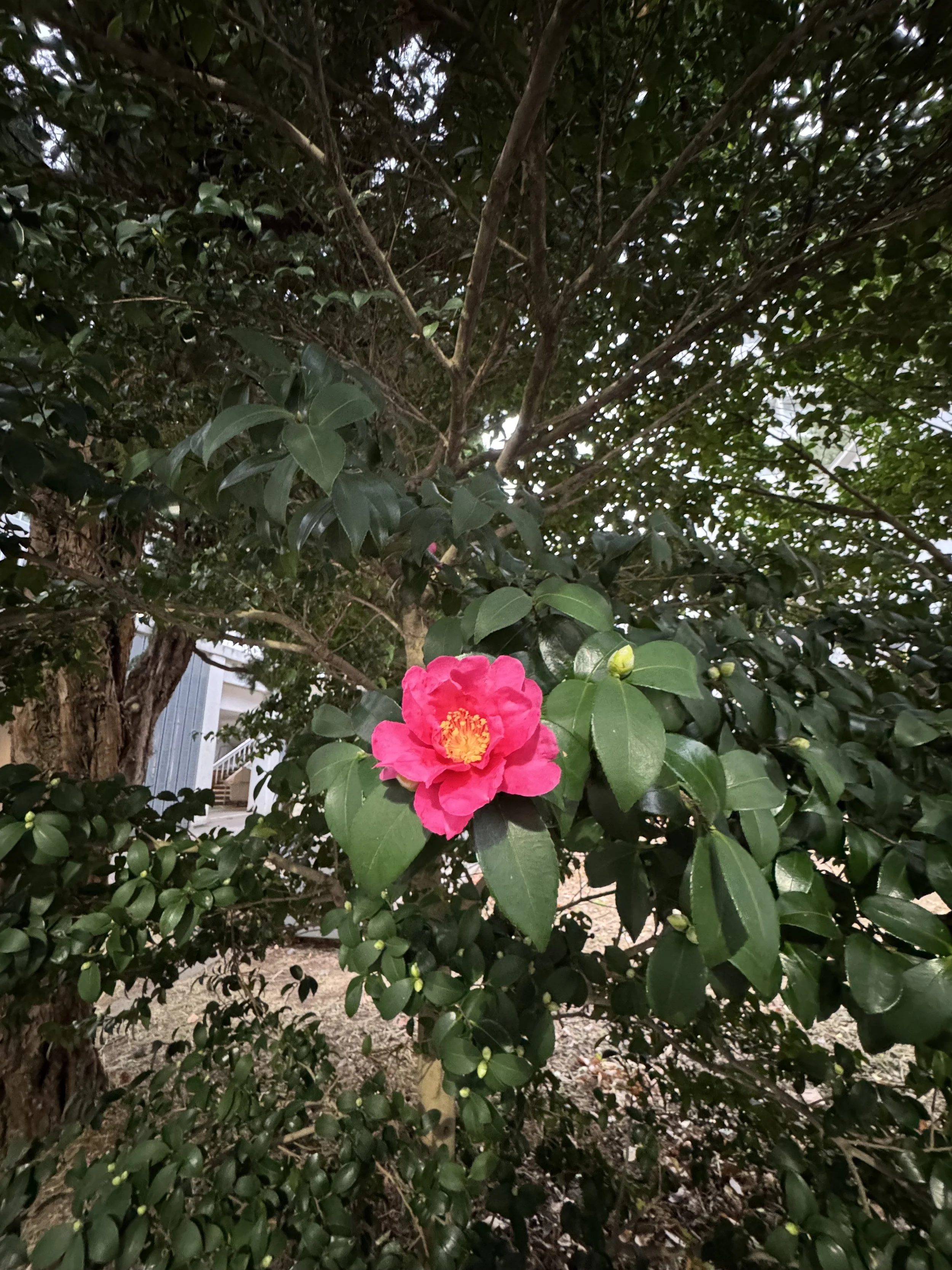 IMG_3482.jpeg
