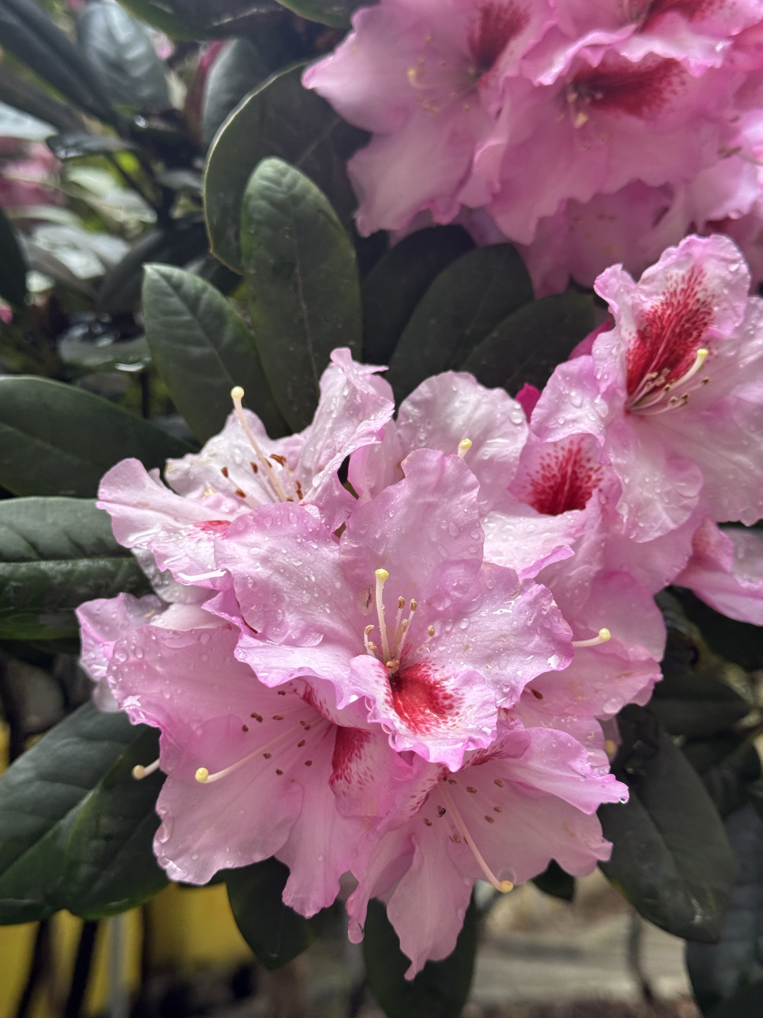 IMG_7811.jpeg