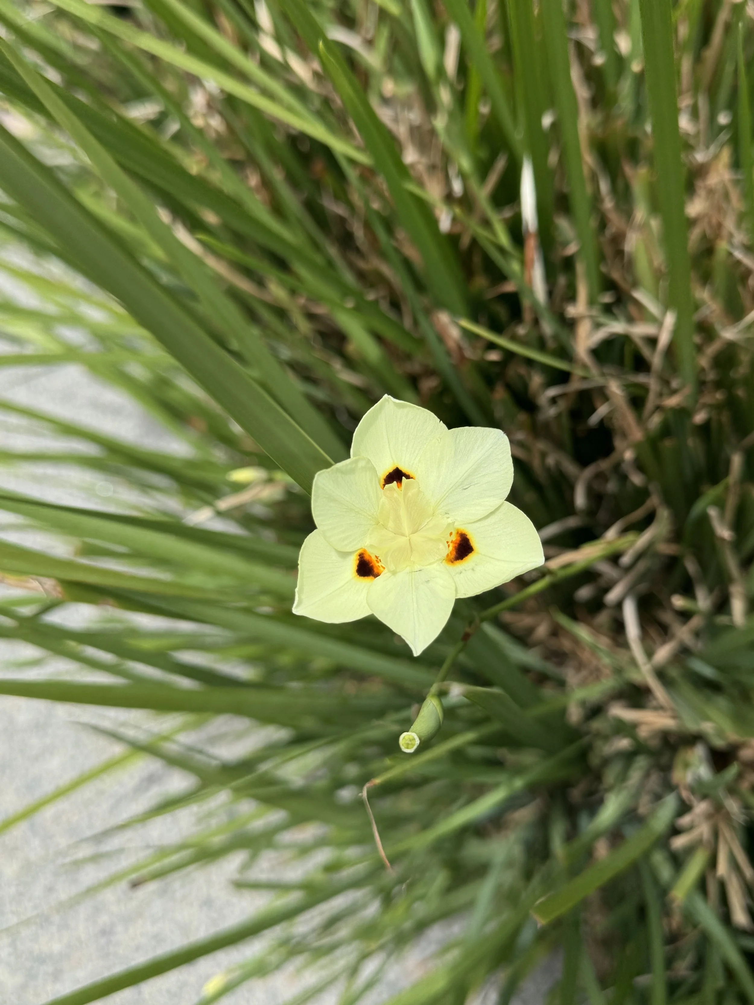 IMG_9555.jpeg