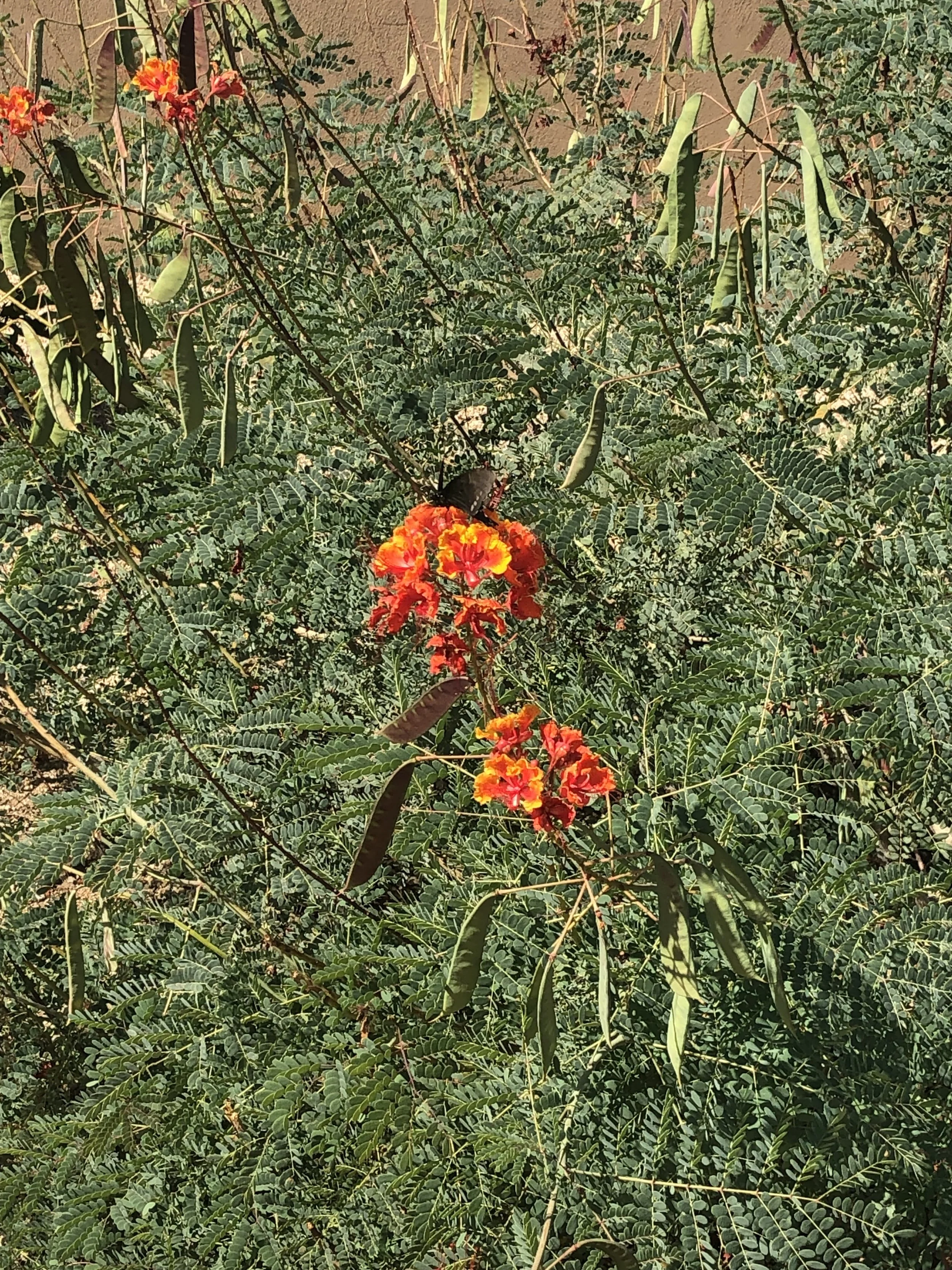 IMG_4229.jpeg