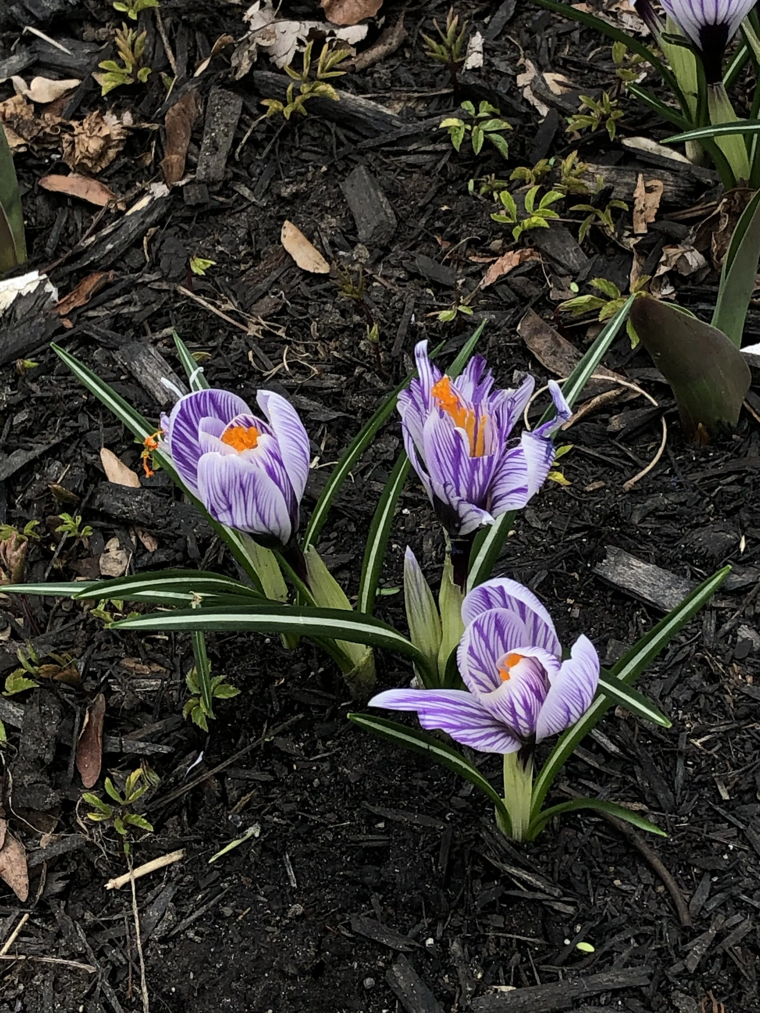 Crocus in Toronto