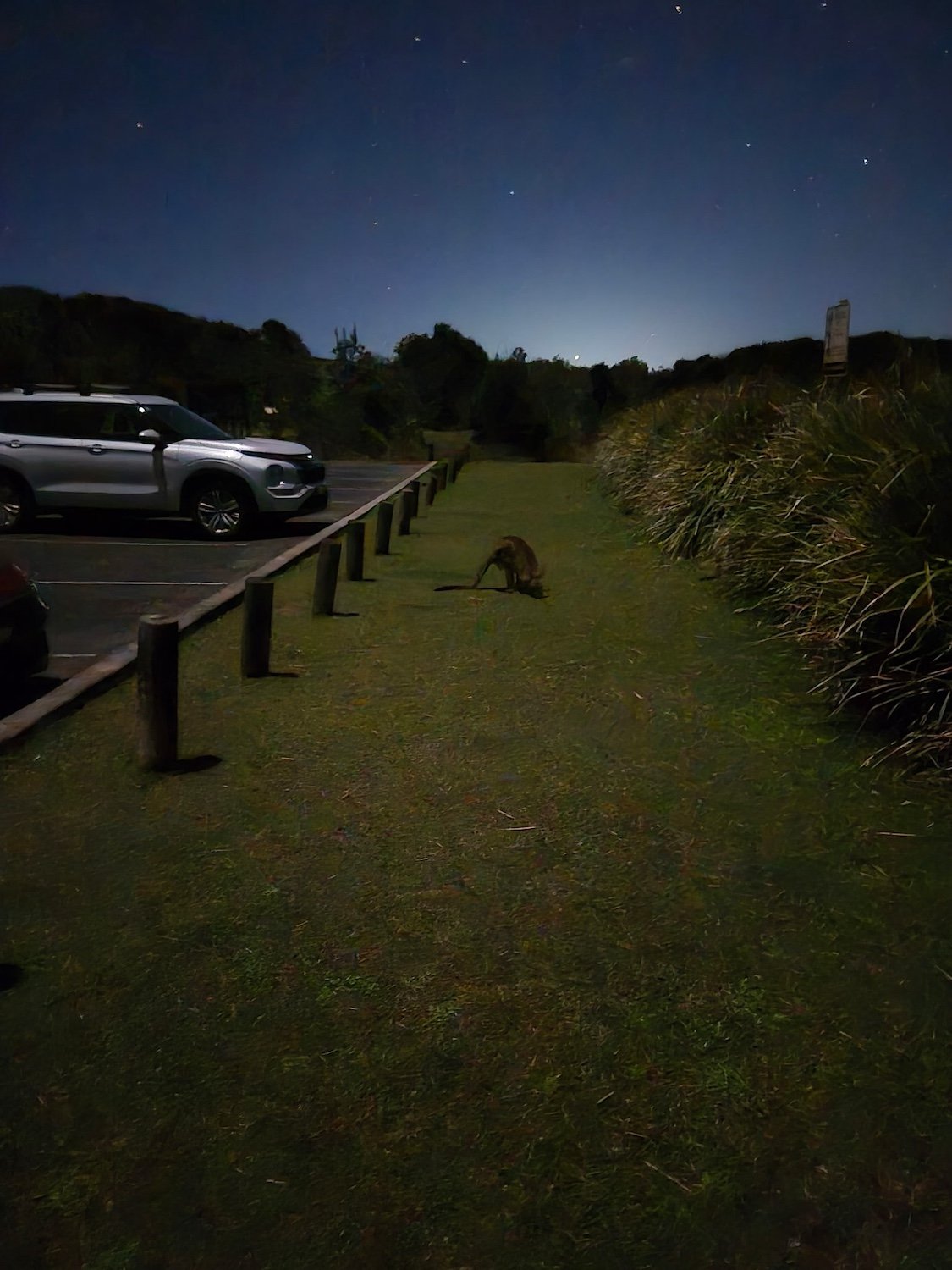 Kangaroo-enjoying-grazing-on-the-grass-at-Look-At-Me-Now-Headland-in-Emerald-Beach-Coffs-Harbour.jpg