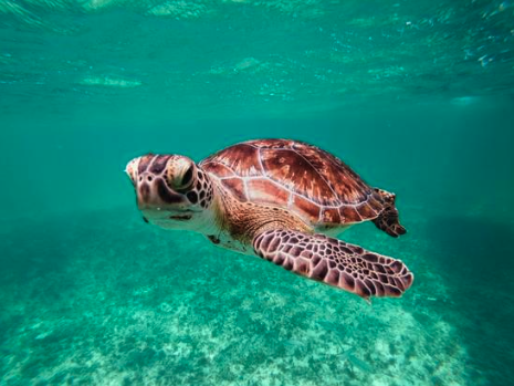 Sea turtle swimming in clear tropical water near the Gilis in Lombok