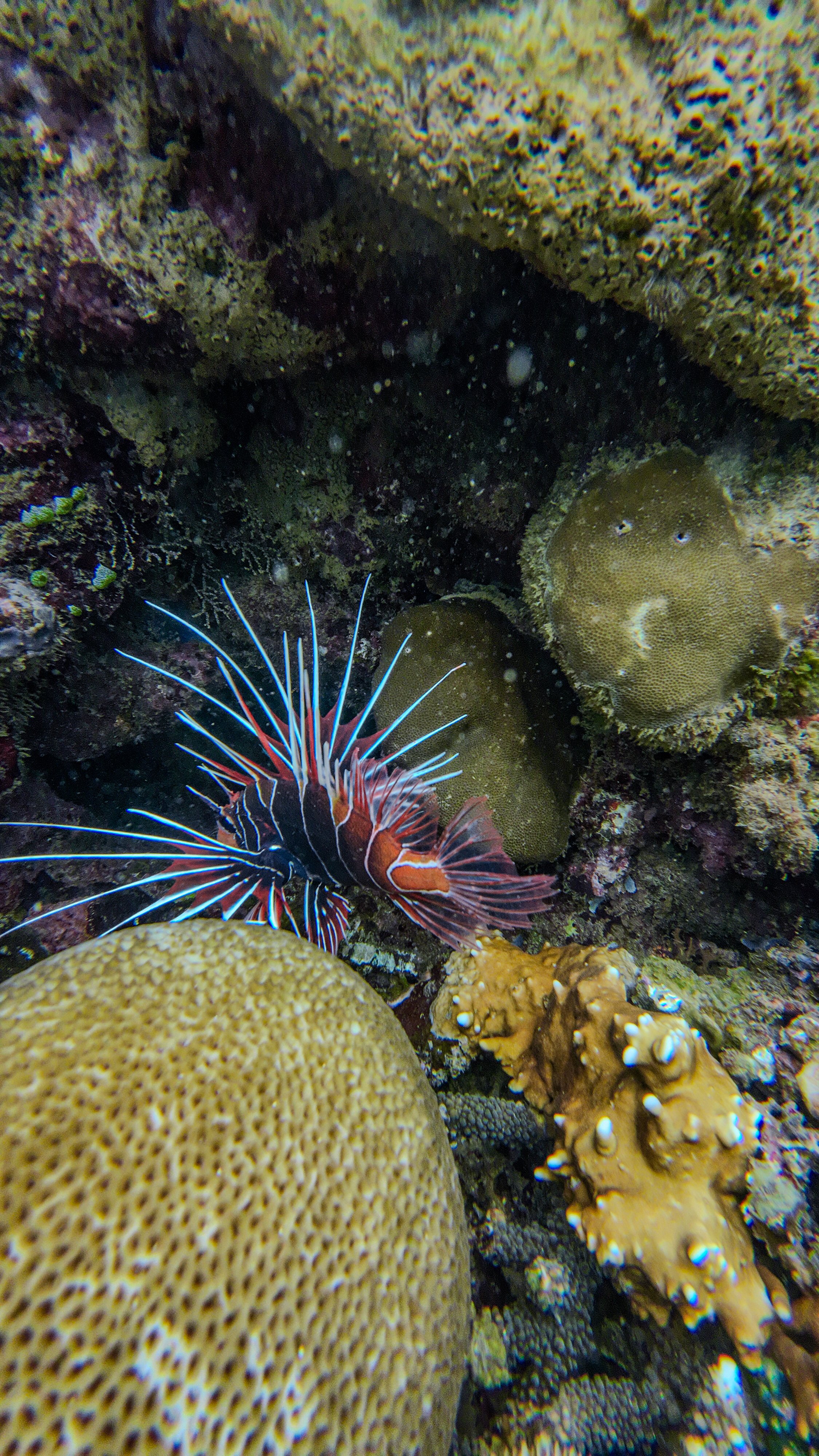 Lionfish resting among coral near Gili Gede in Lombok