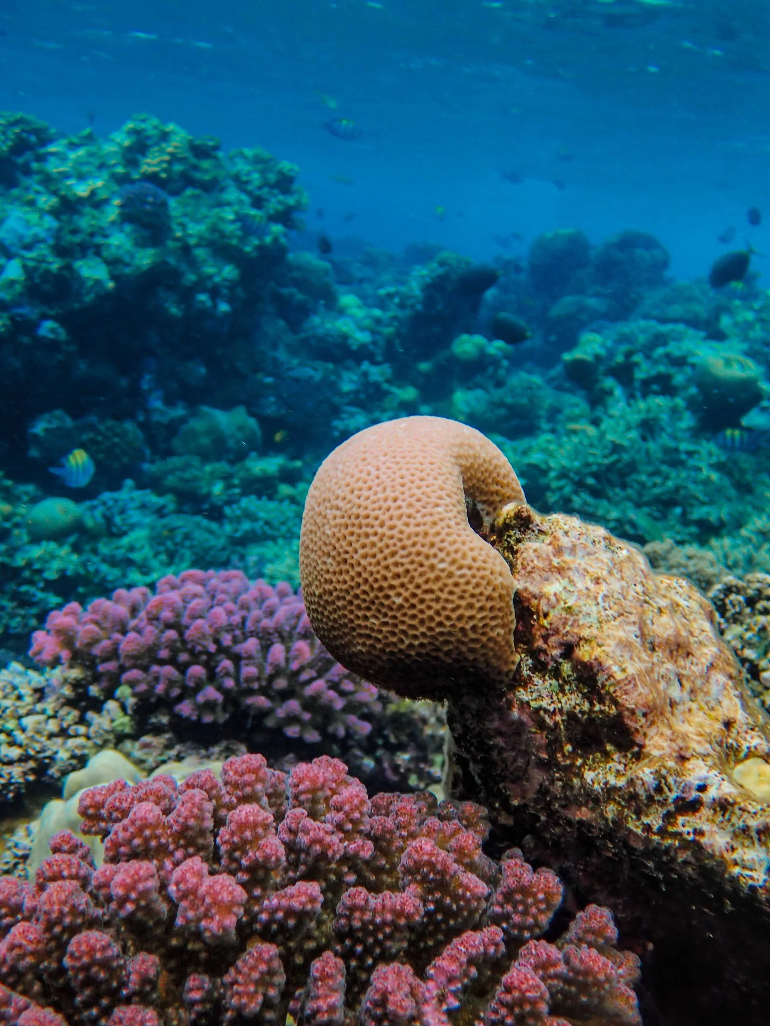 Healthy coral reef near Gili Nanggu in Lombok