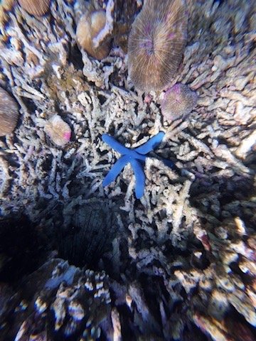 Blue starfish in shallow clear water near Gili Kedis in Lombok