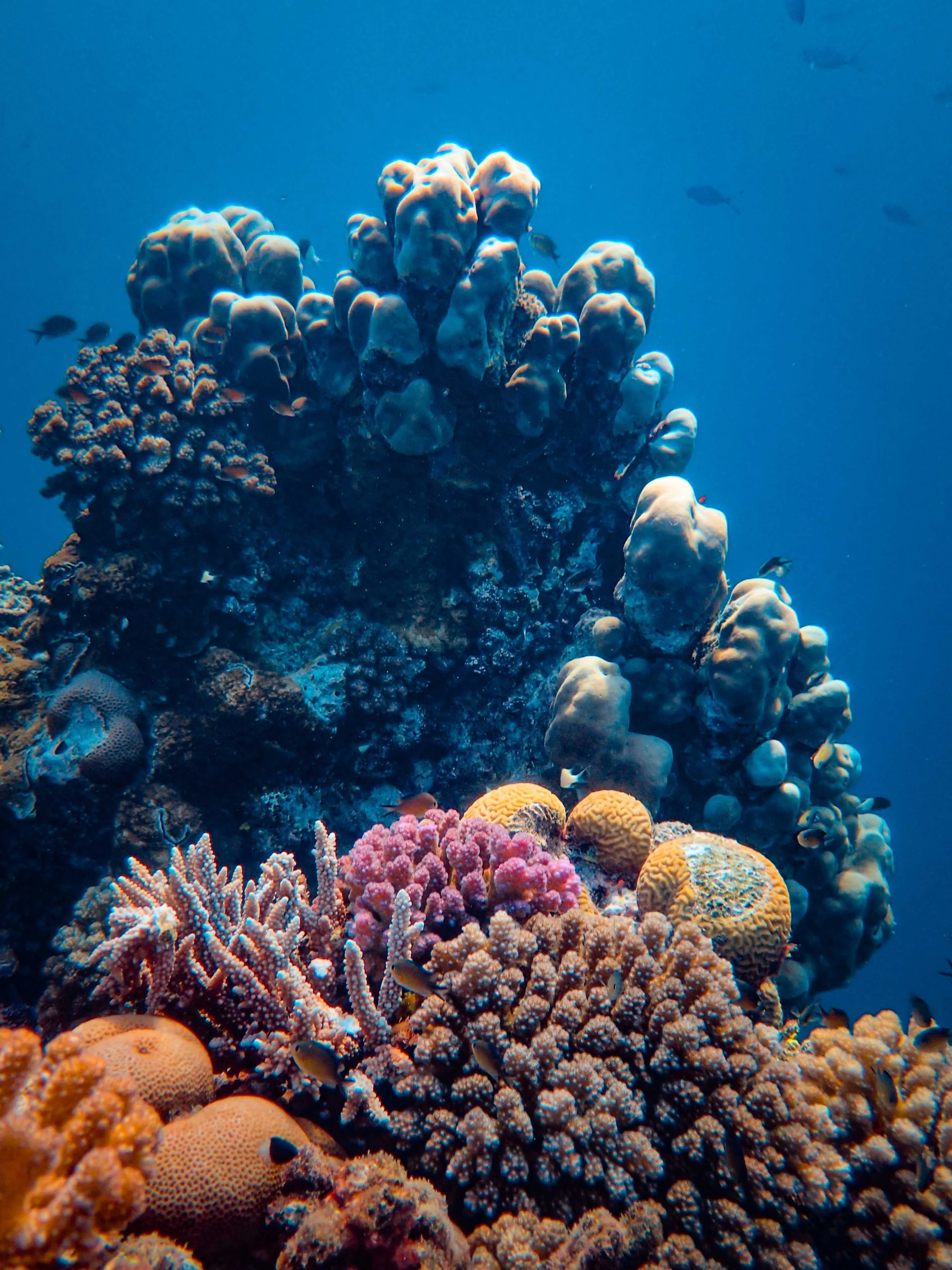Colourful coral reef beneath the water near Pink Beach in Lombok