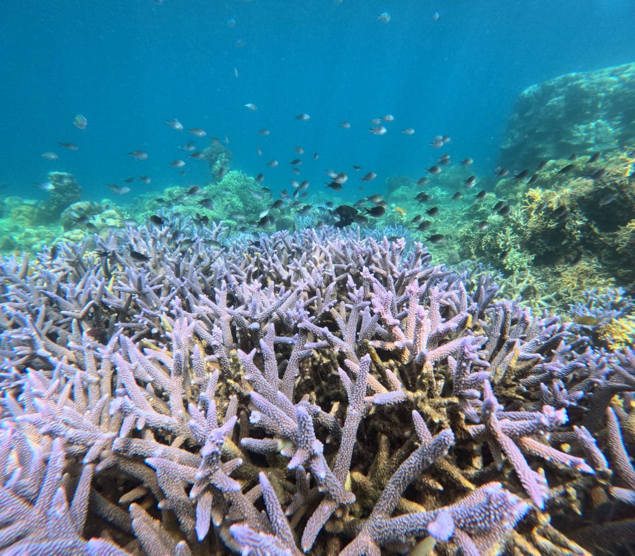 Healthy coral reef and tropical fish near the Hidden Gilis in Lombok