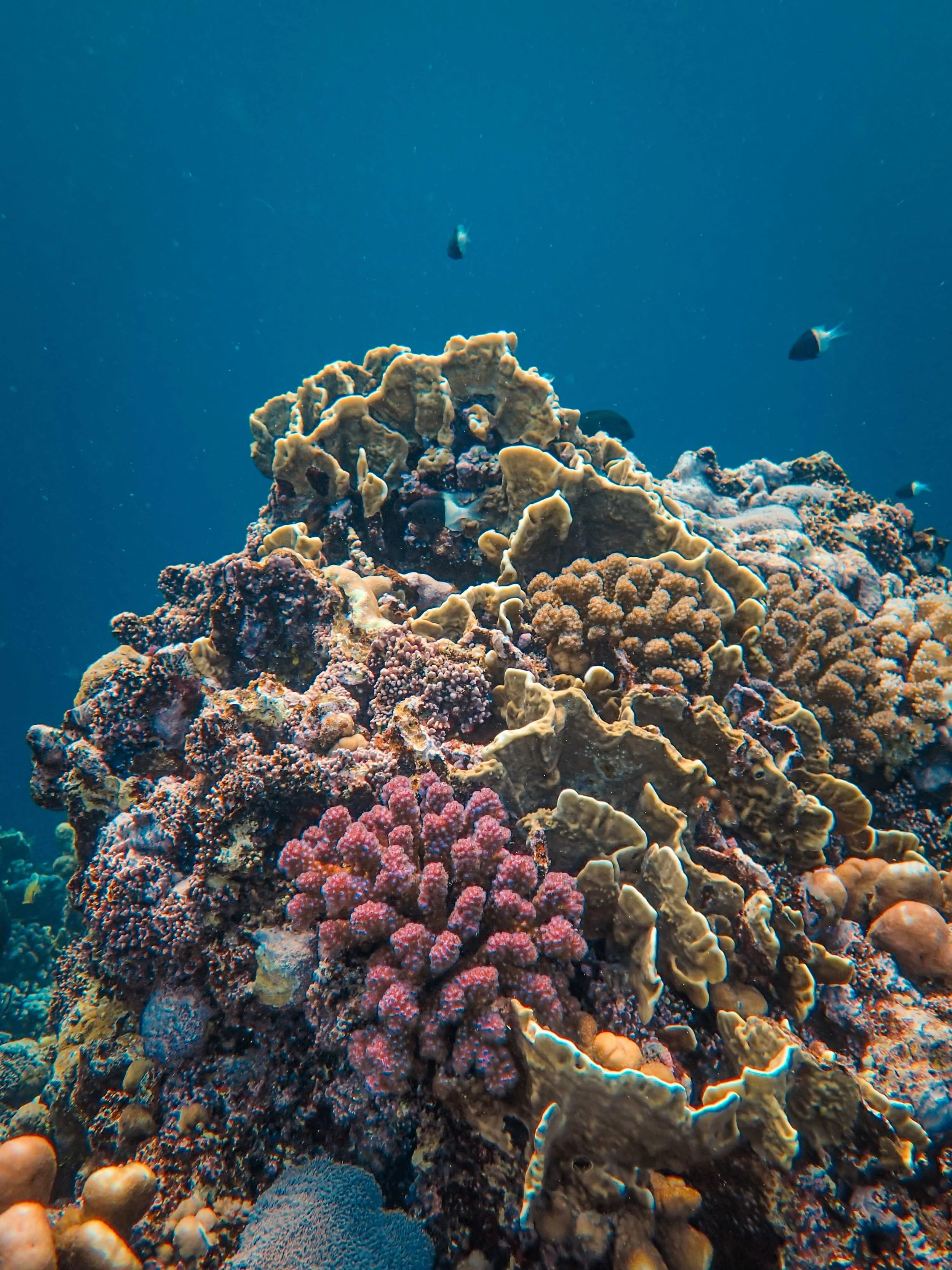 Colourful coral reef underwater near Gili Sudak in Lombok