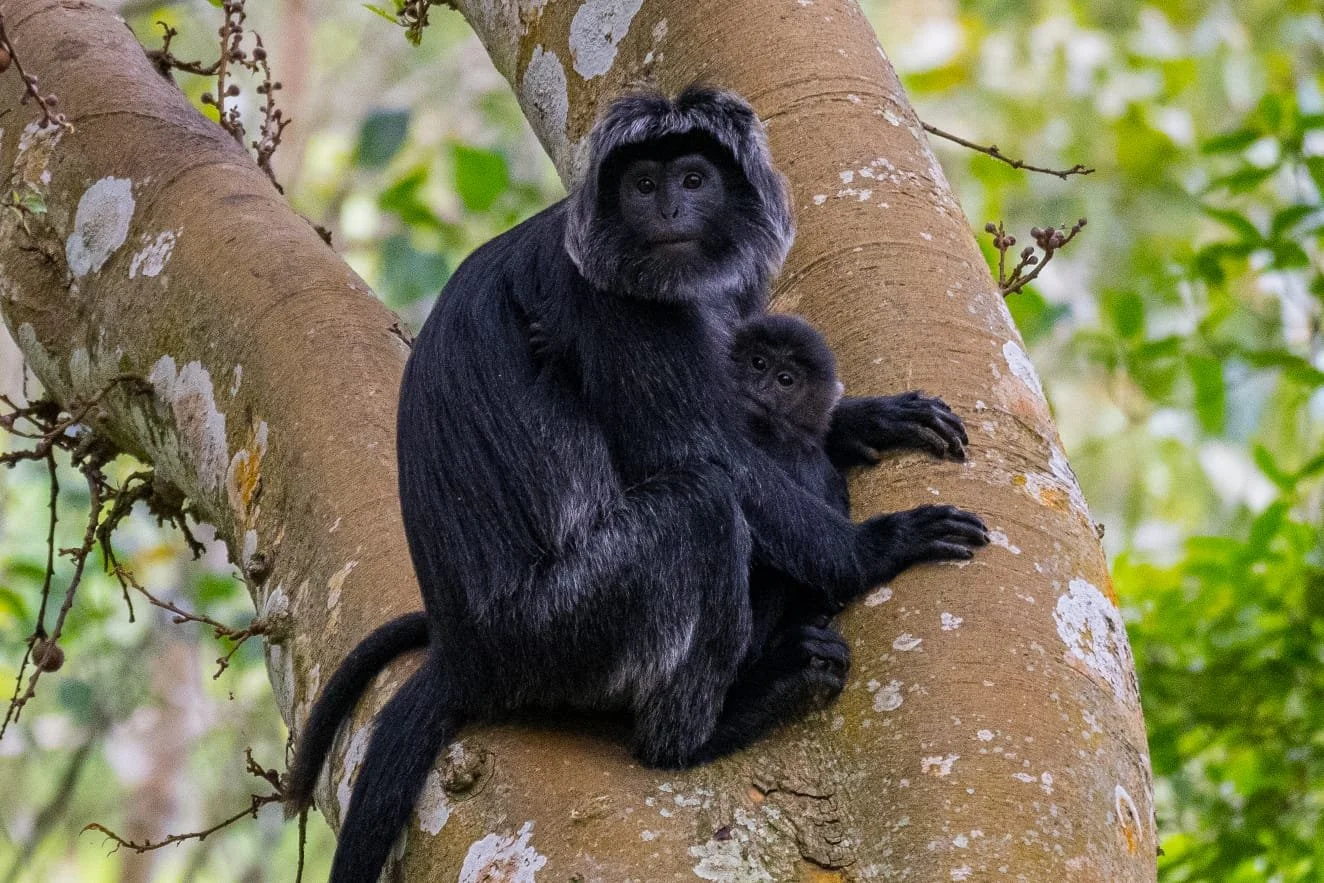 Black monkey resting in a tree in the forest near Tetebatu