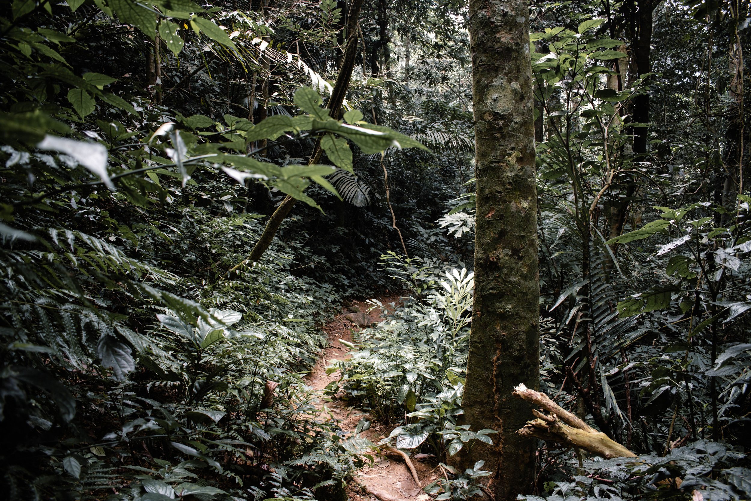 Jungle trail leading towards Tiu Kelep Waterfall in North Lombok