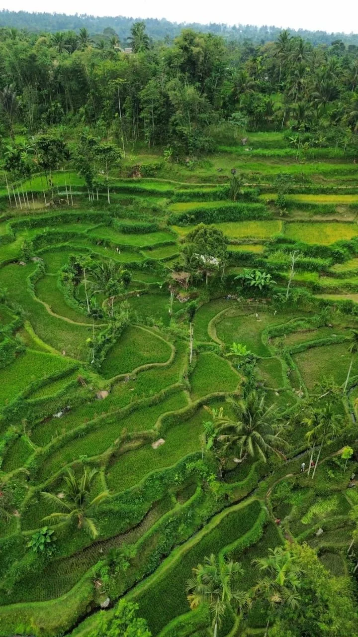 Emerald-green rice terraces and a local walking trail in Tetebatu