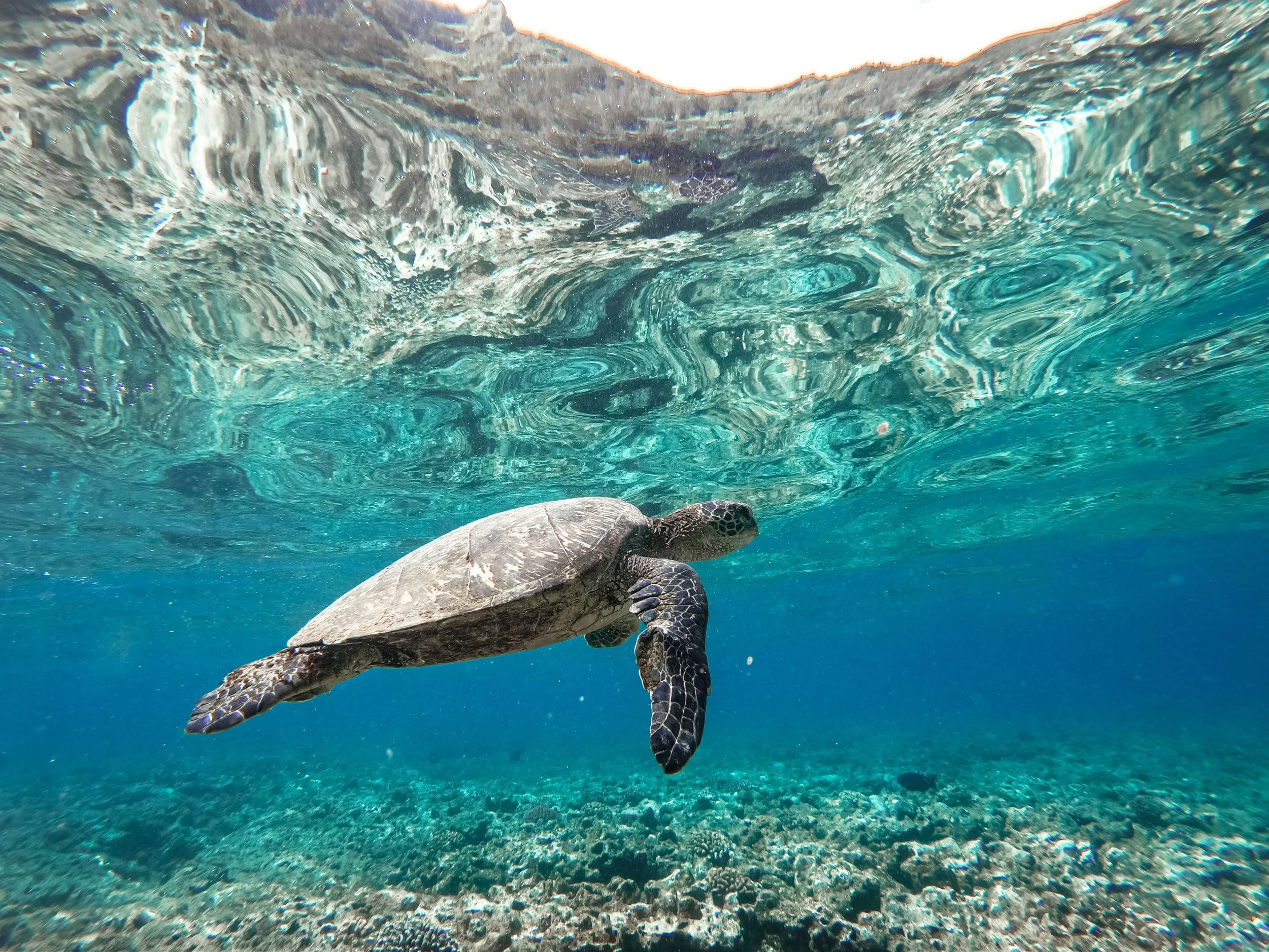 Sea turtle swimming above a vibrant coral reef in Lombok