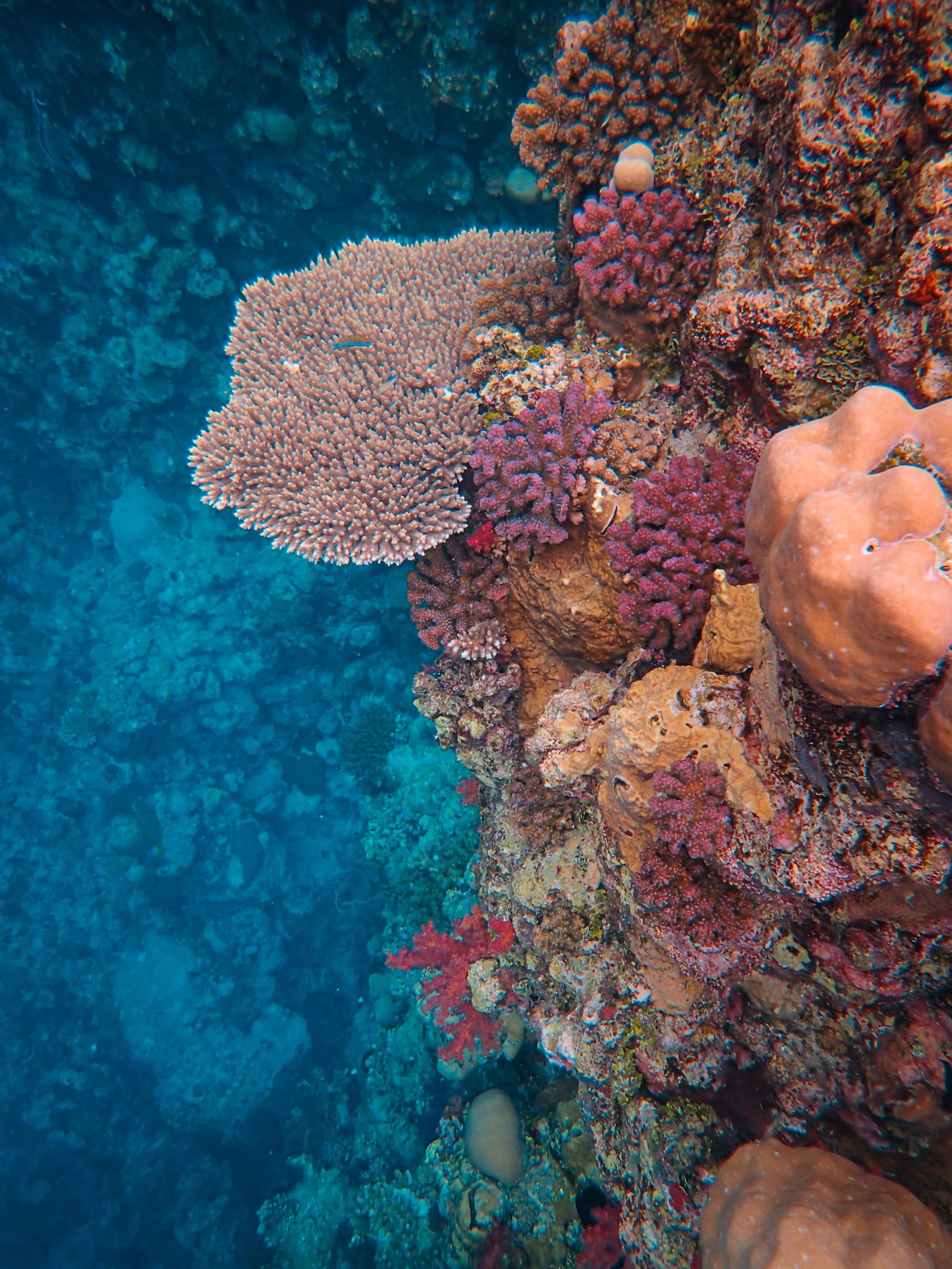 Colourful tropical coral reef beneath the water in Gili Layar