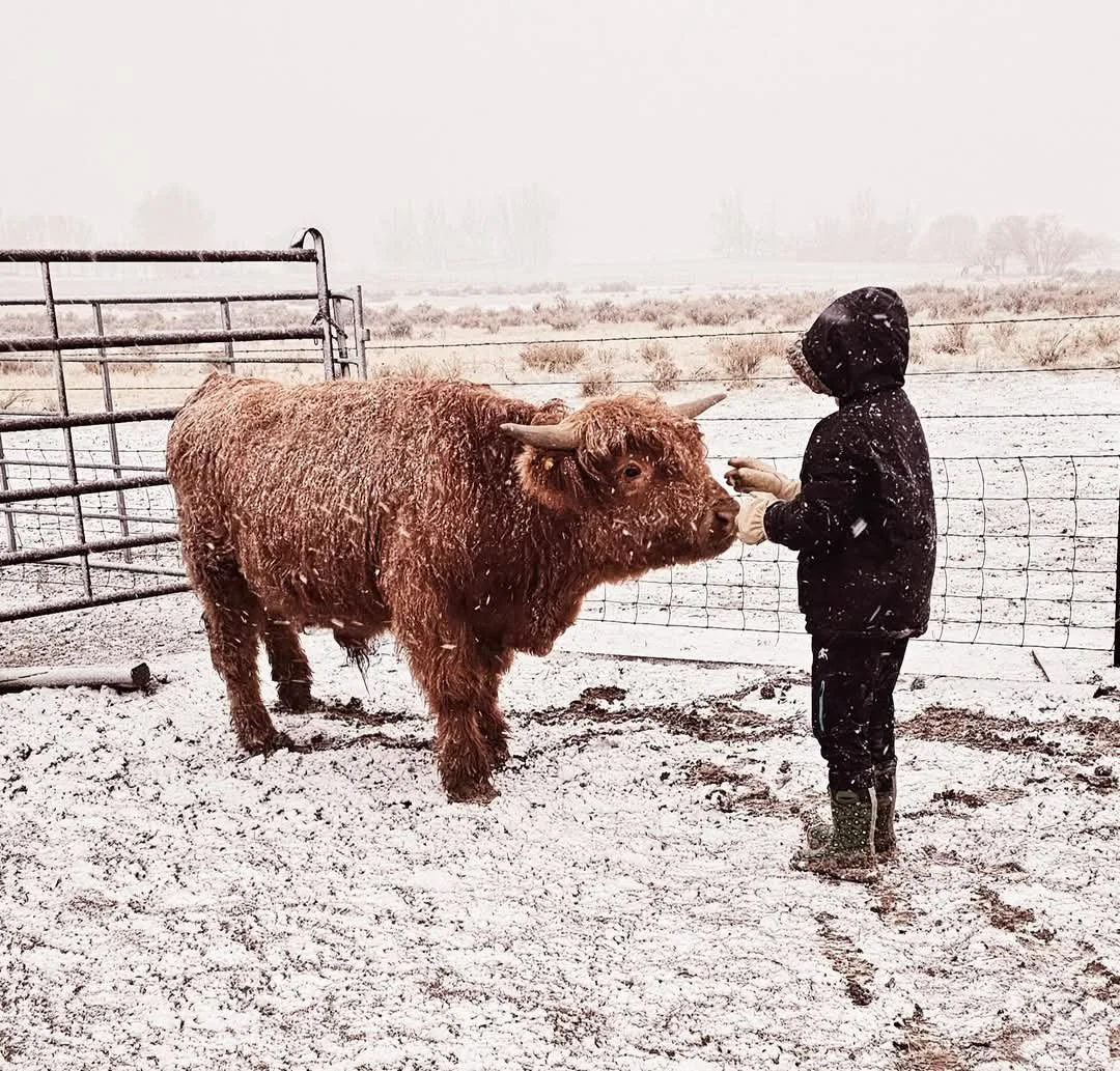 Child in a black hoodie and rain boots feeding a bison in a snowy farm or rural area.