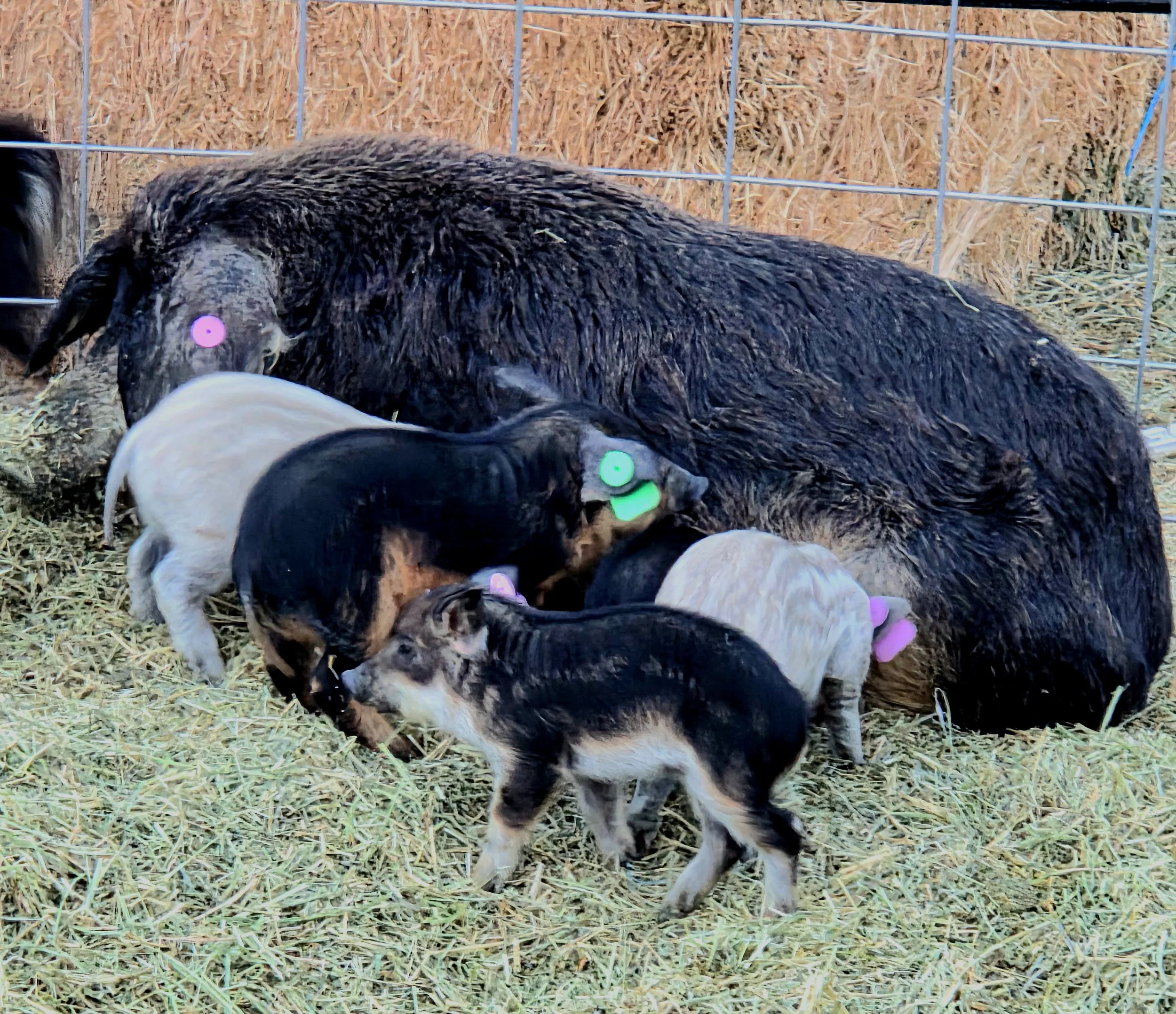 Mangalitsa Pork - Reservation Deposit