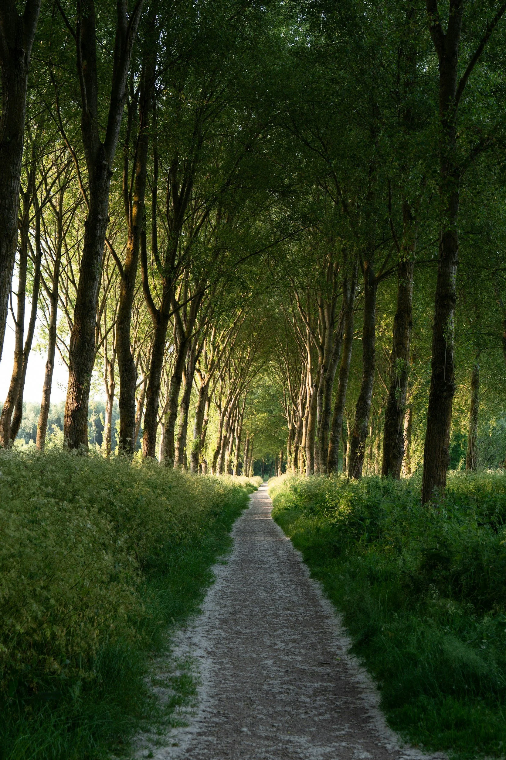 A dirt path runs through a green forest with tall trees on either side forming a canopy overhead, sunlight filtering through the leaves.
