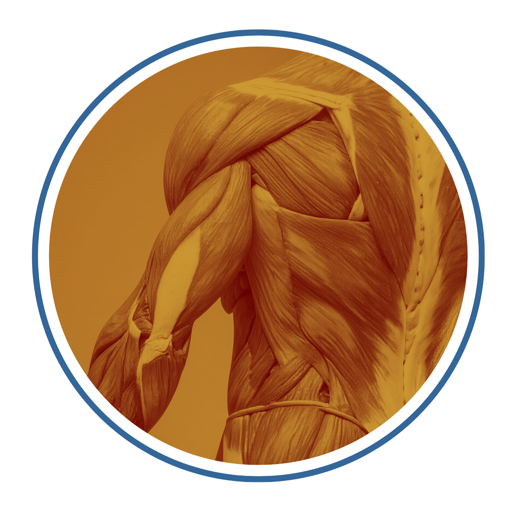 Muscular human torso with focus on arm and side, showing detailed muscle structure.