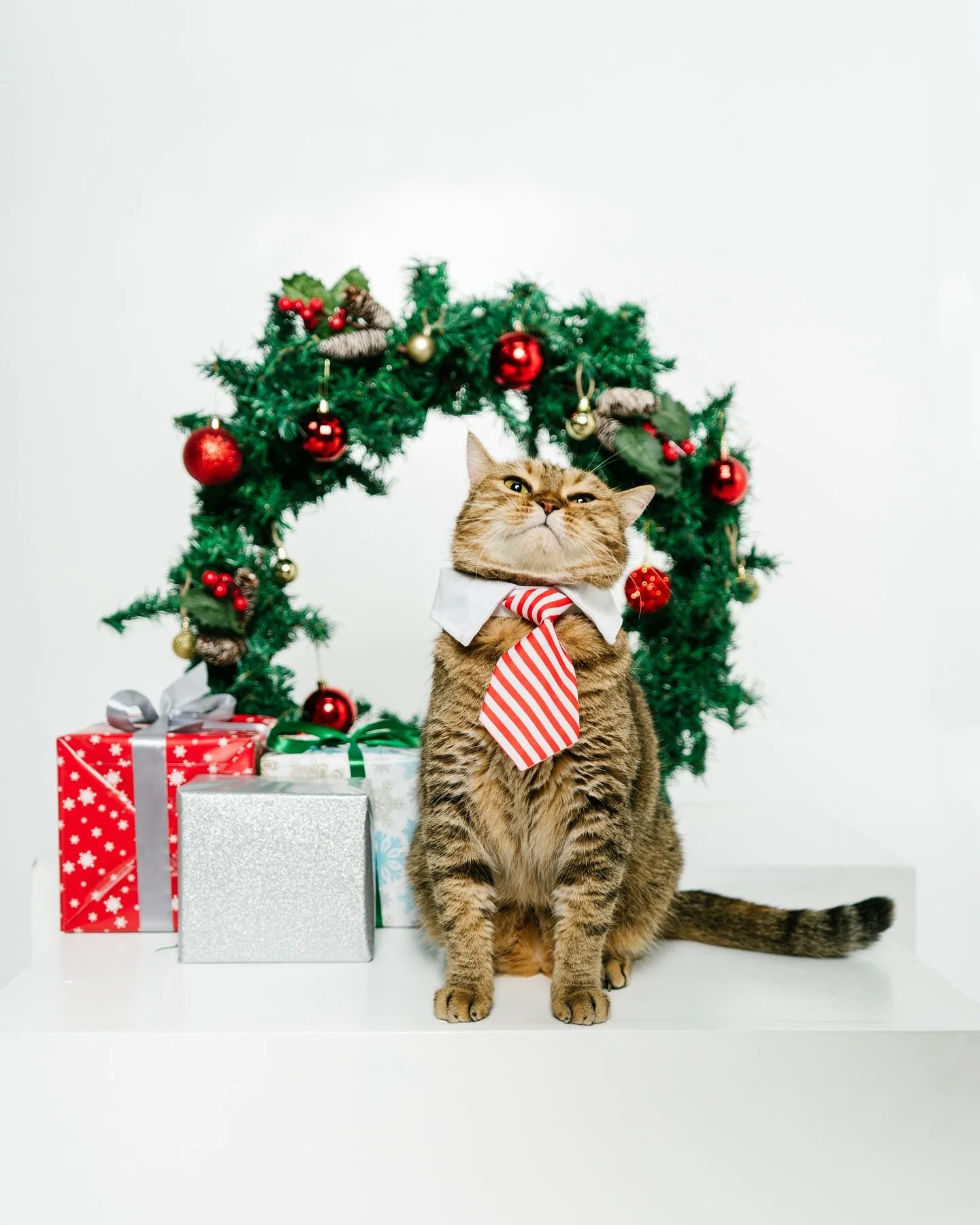 Once upon a Meowy Woofmas&hellip; tails wagged, whiskers twinkled, and every fur baby found their moment in the spotlight. Brace yourself for the fluffiest holiday photos with The Gift of Paws 🎁 or Furry Festivities 🌟. Snaps, tail wags, and festive