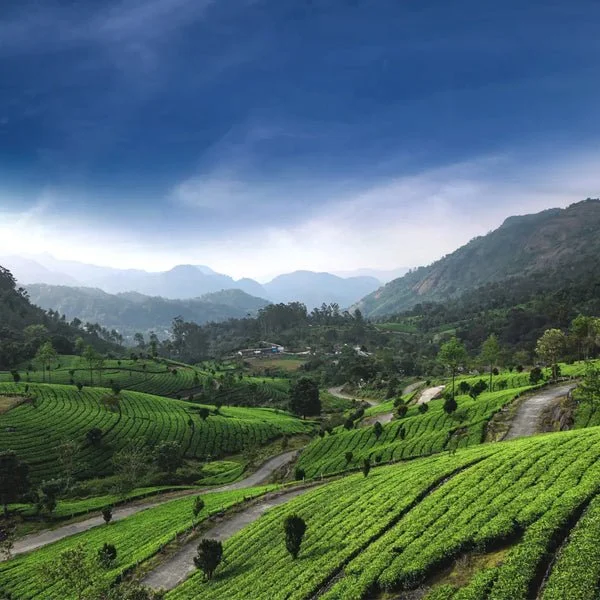 Lush green tea plantation on rolling hills with mountains in the background and a cloudy sky overhead.