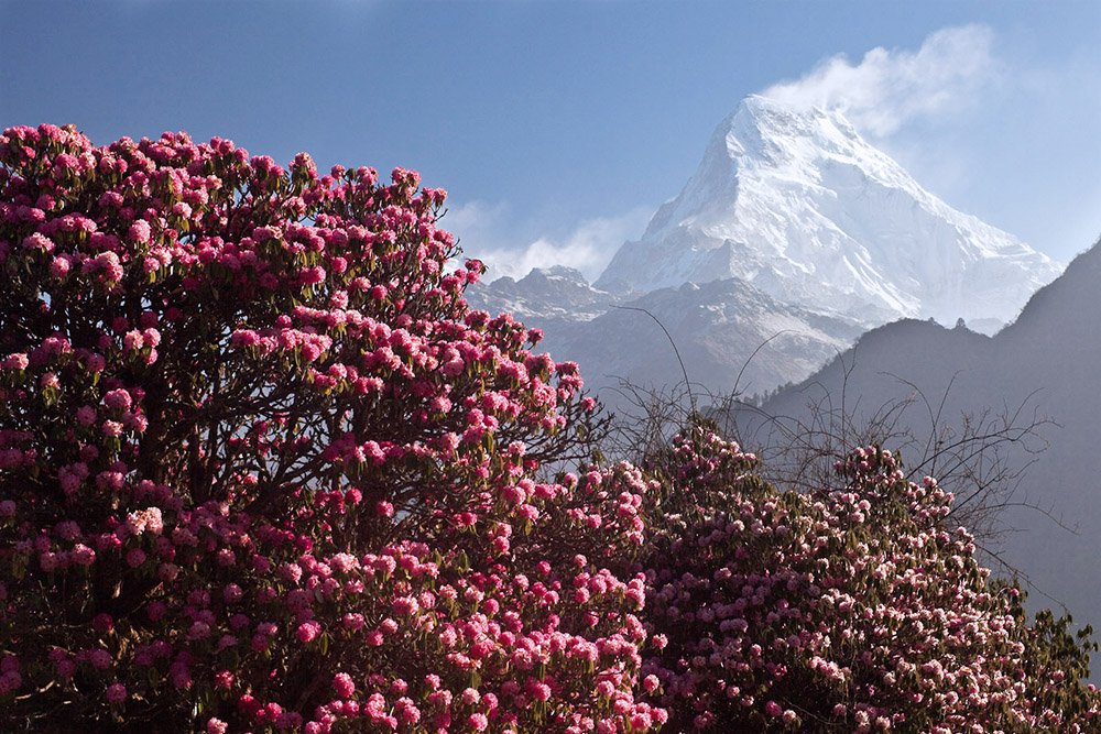 Pink flowering bushes in the foreground with a snow-capped mountain in the background under a blue sky.